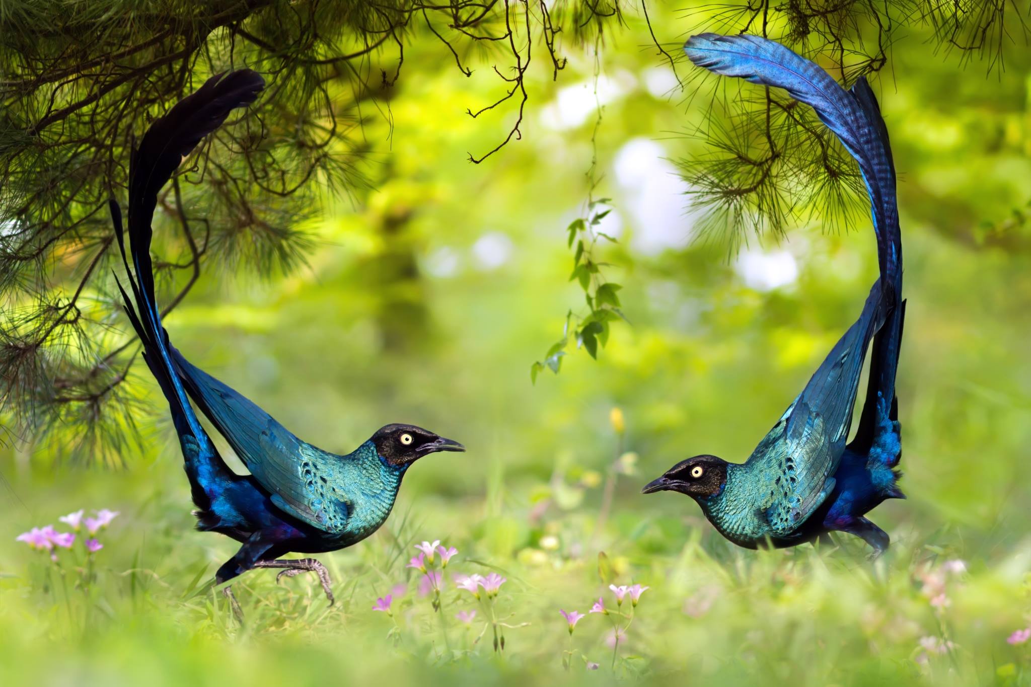 Animal Bird Blue Long Tailed Glossy Starling Starling 2048x1365