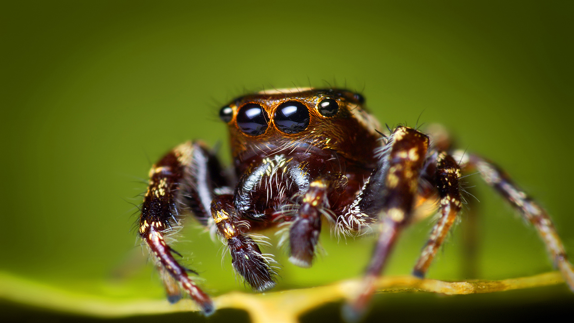 Jumping Spider 1920x1080