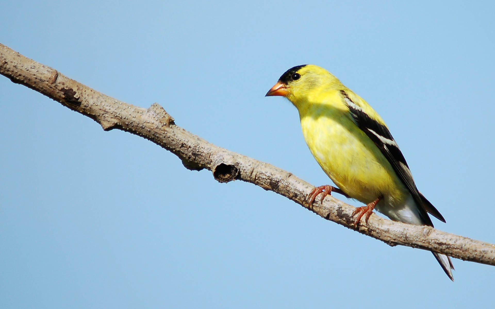 Animal Goldfinch 1920x1200