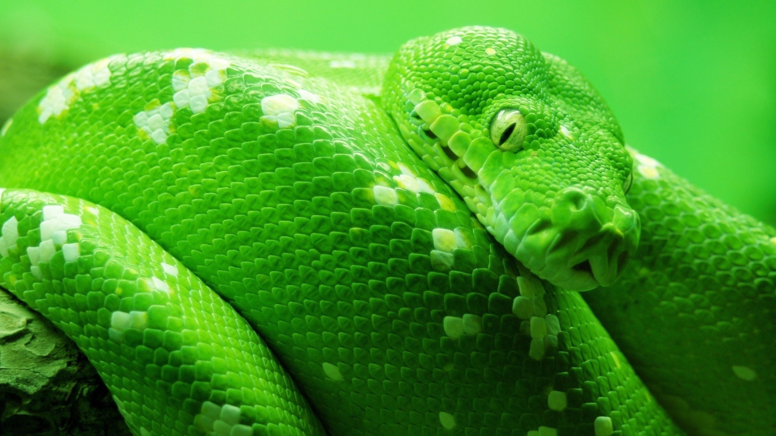 Python Snake 2560x1440