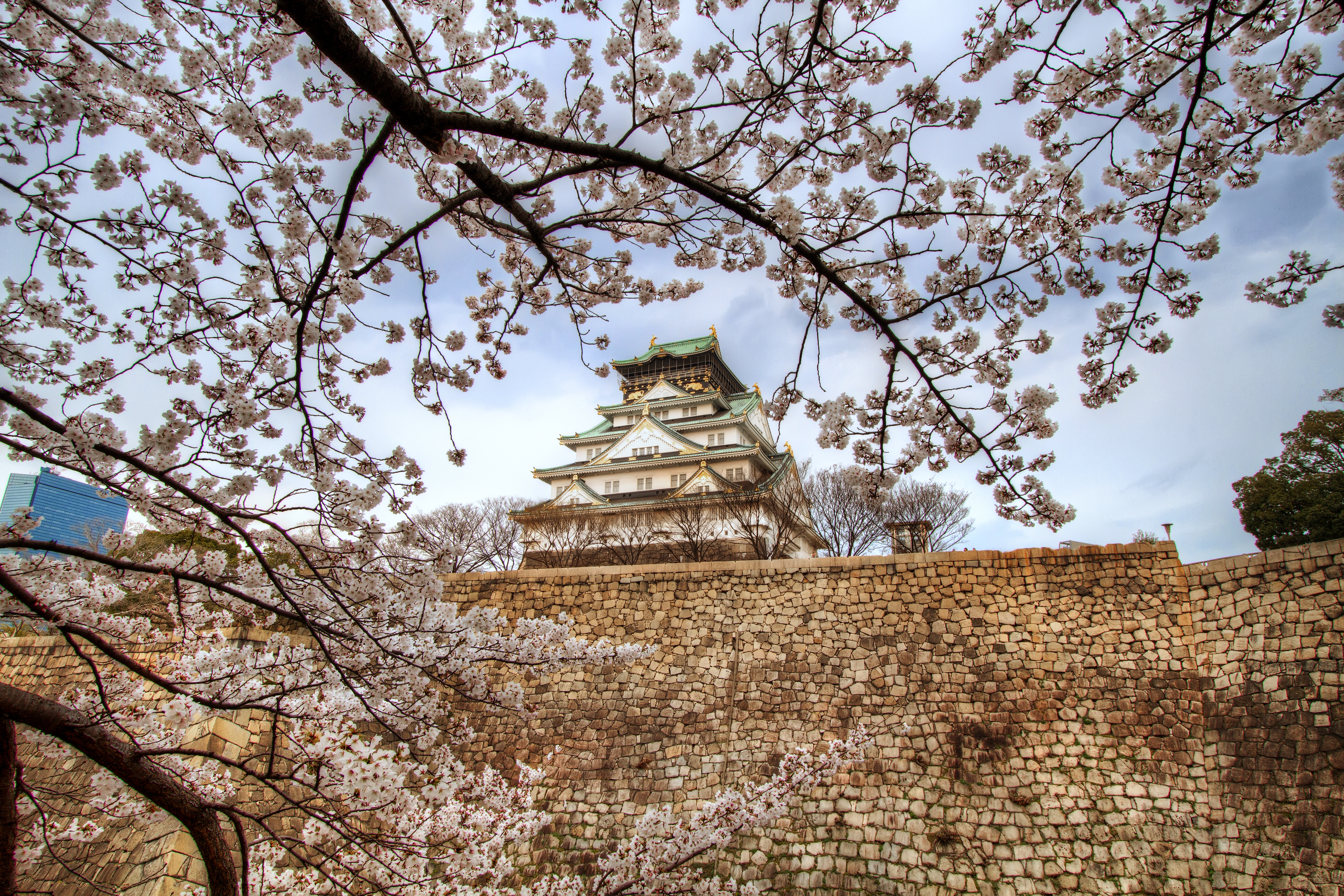 Cherry Blossom Japan Osaka Osaka Castle Sakura Spring 5184x3456