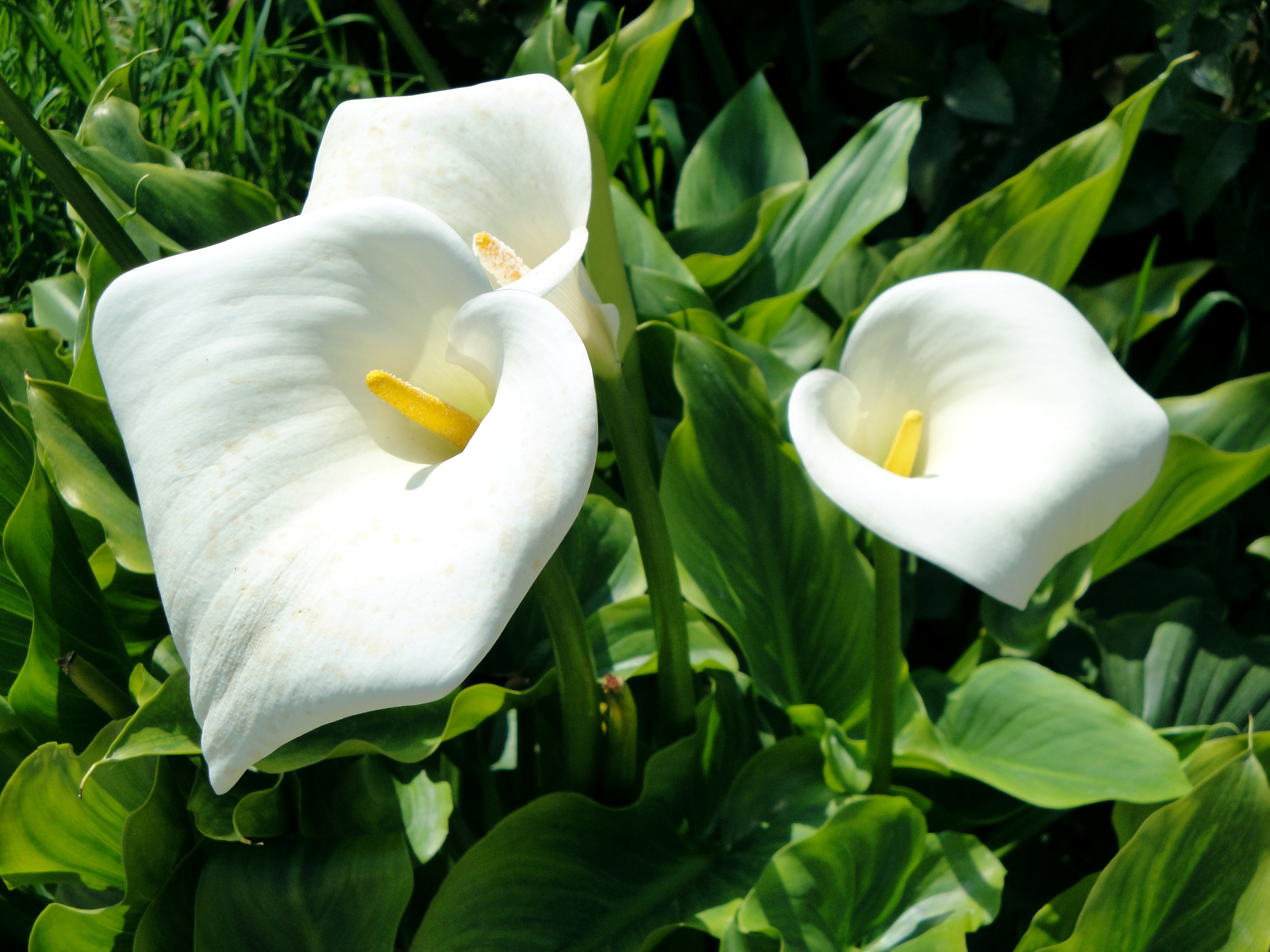 Calla Lily Flower White Flower 3000x2250