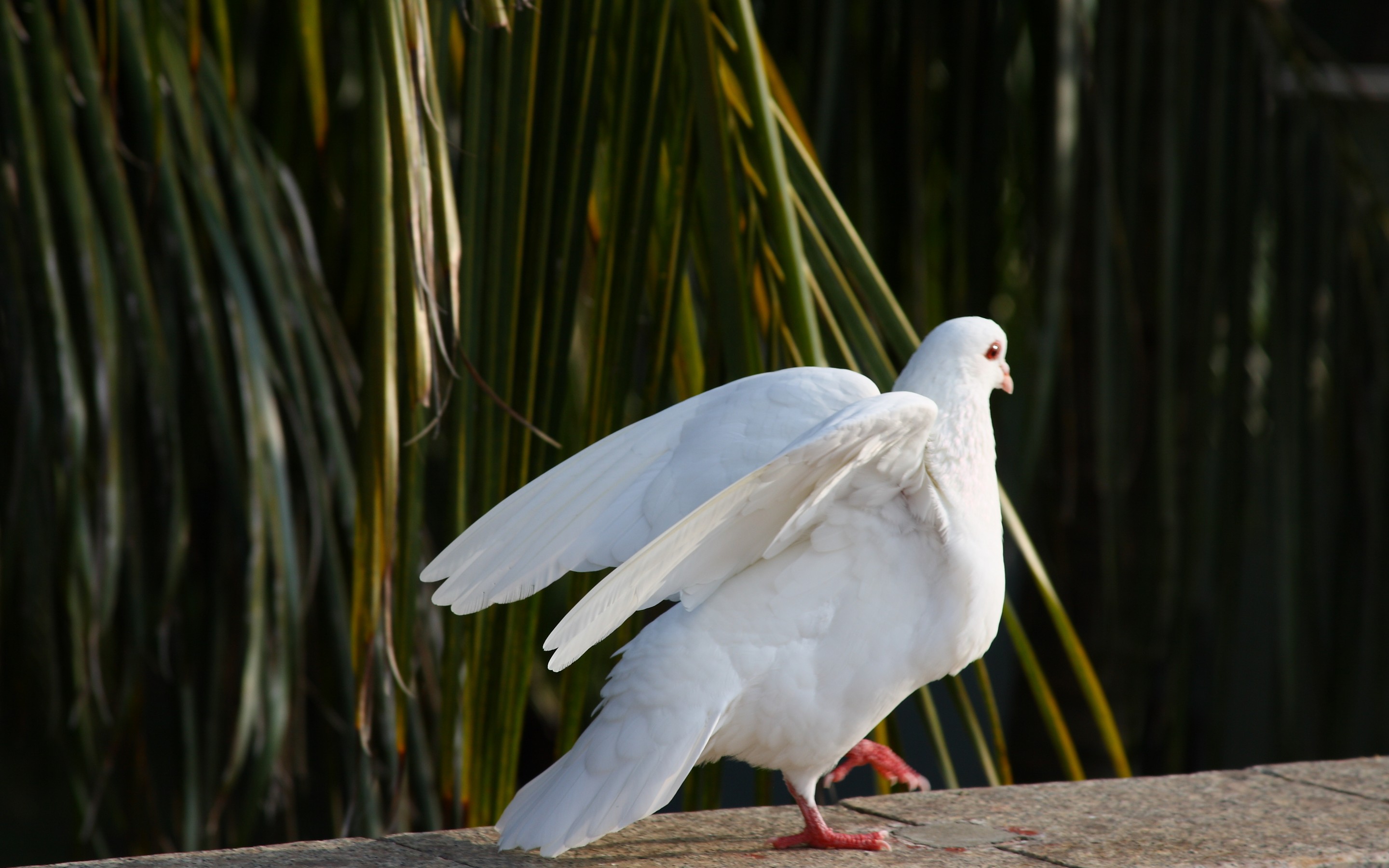 Animal Pigeon 2880x1800