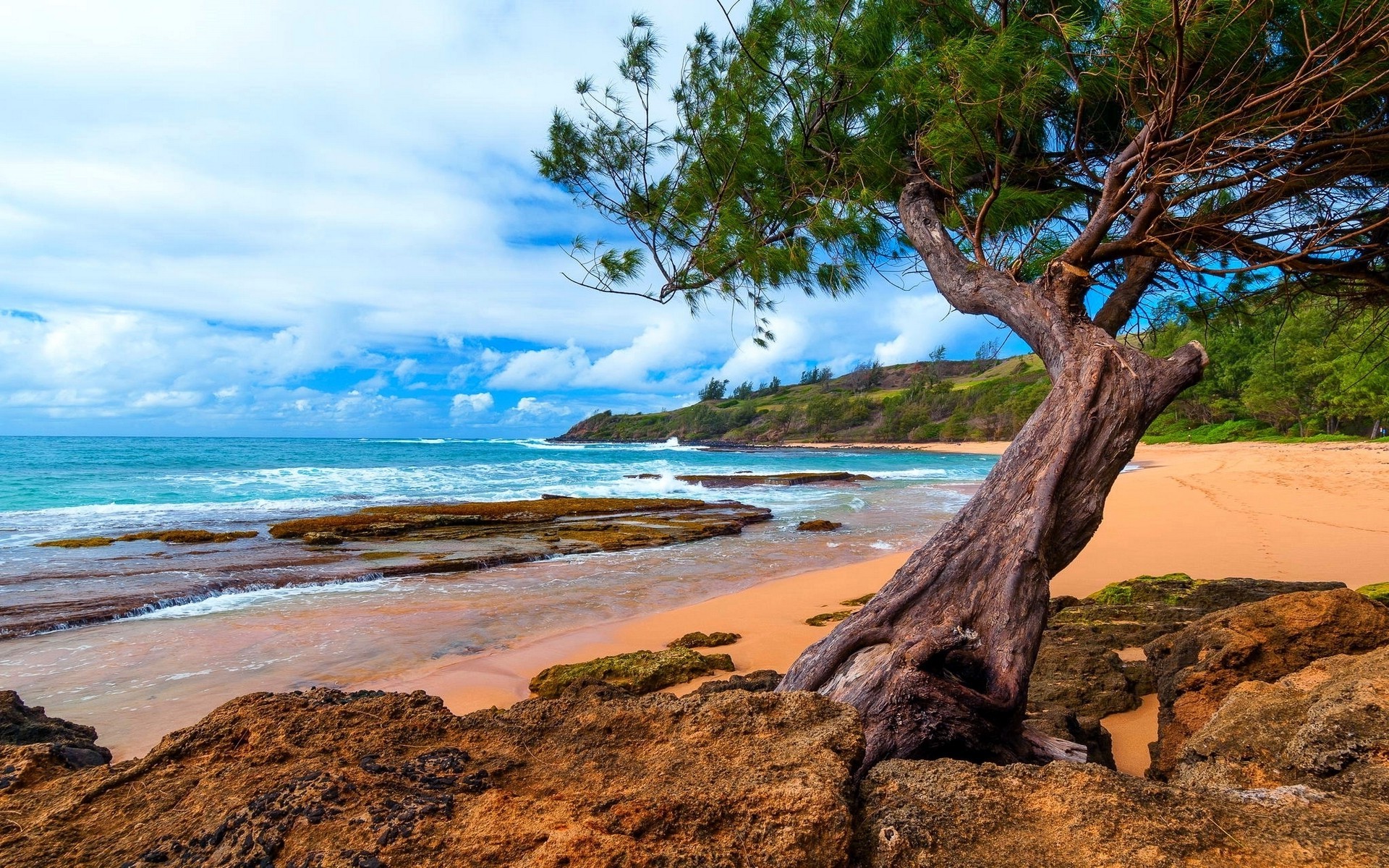 Beach Coastline Earth Hawaii Kauai Ocean Tree 1920x1200