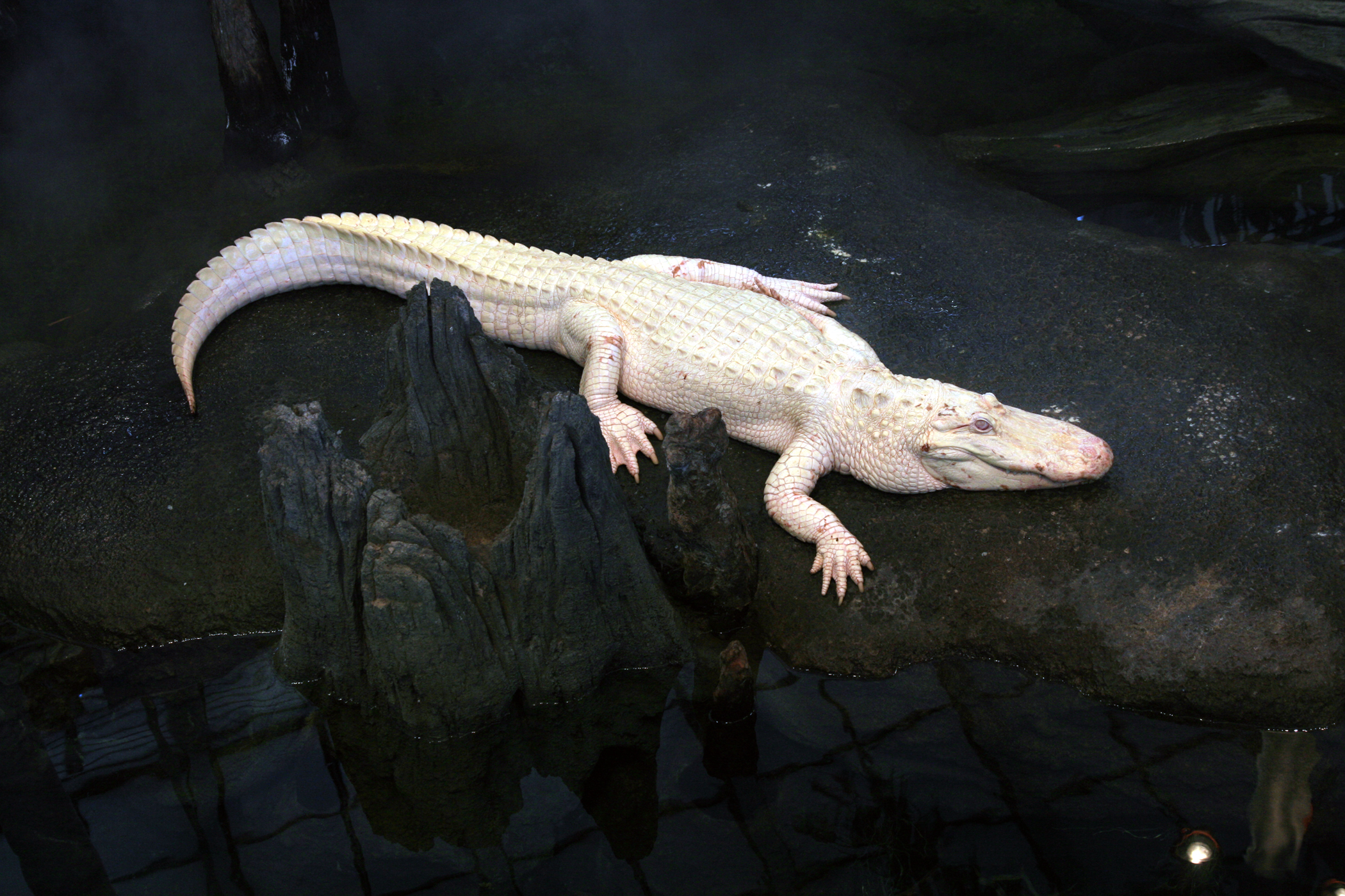 Animal Alligator 2100x1400