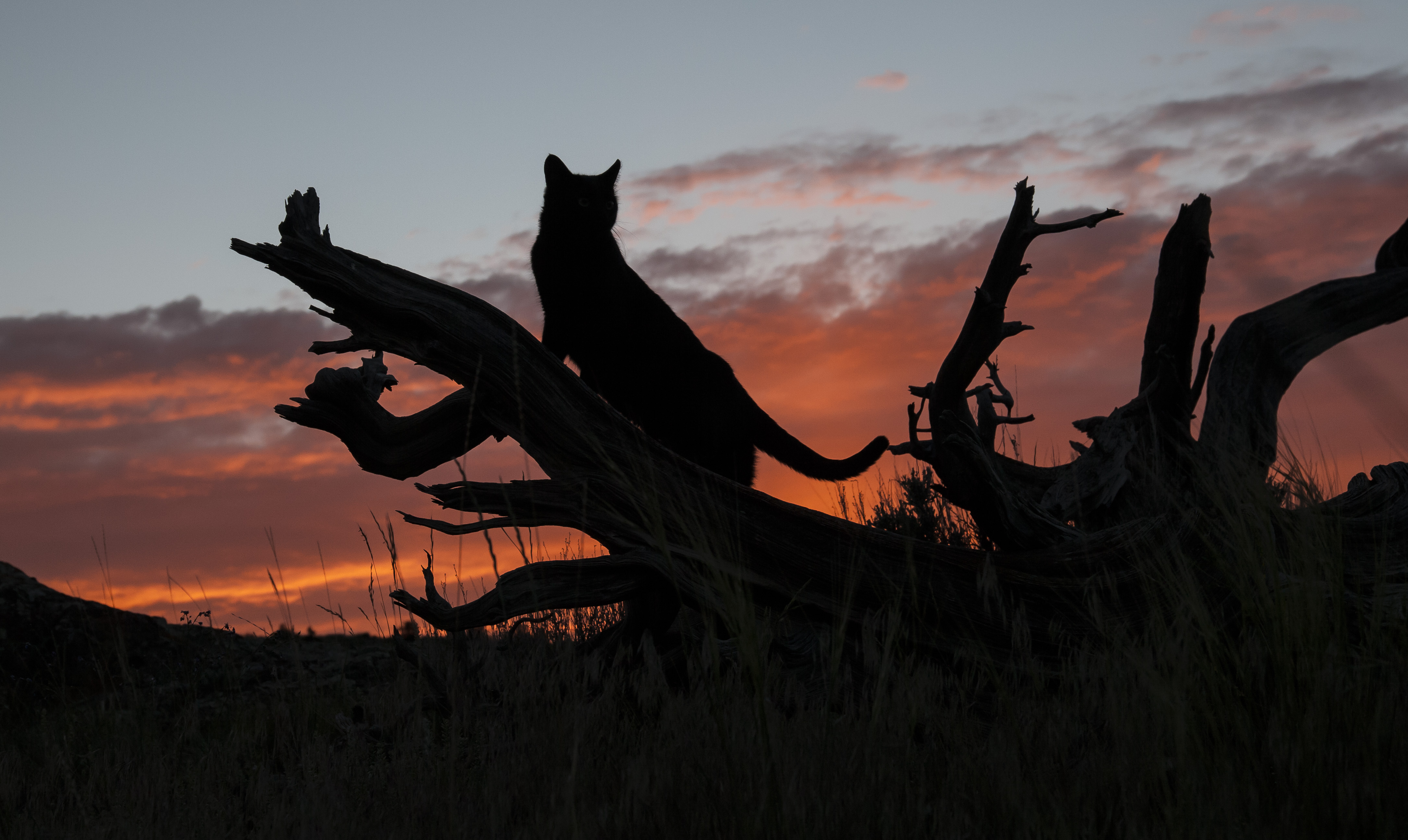 Cat Dead Tree Silhouette Summer Sunset 4340x2590