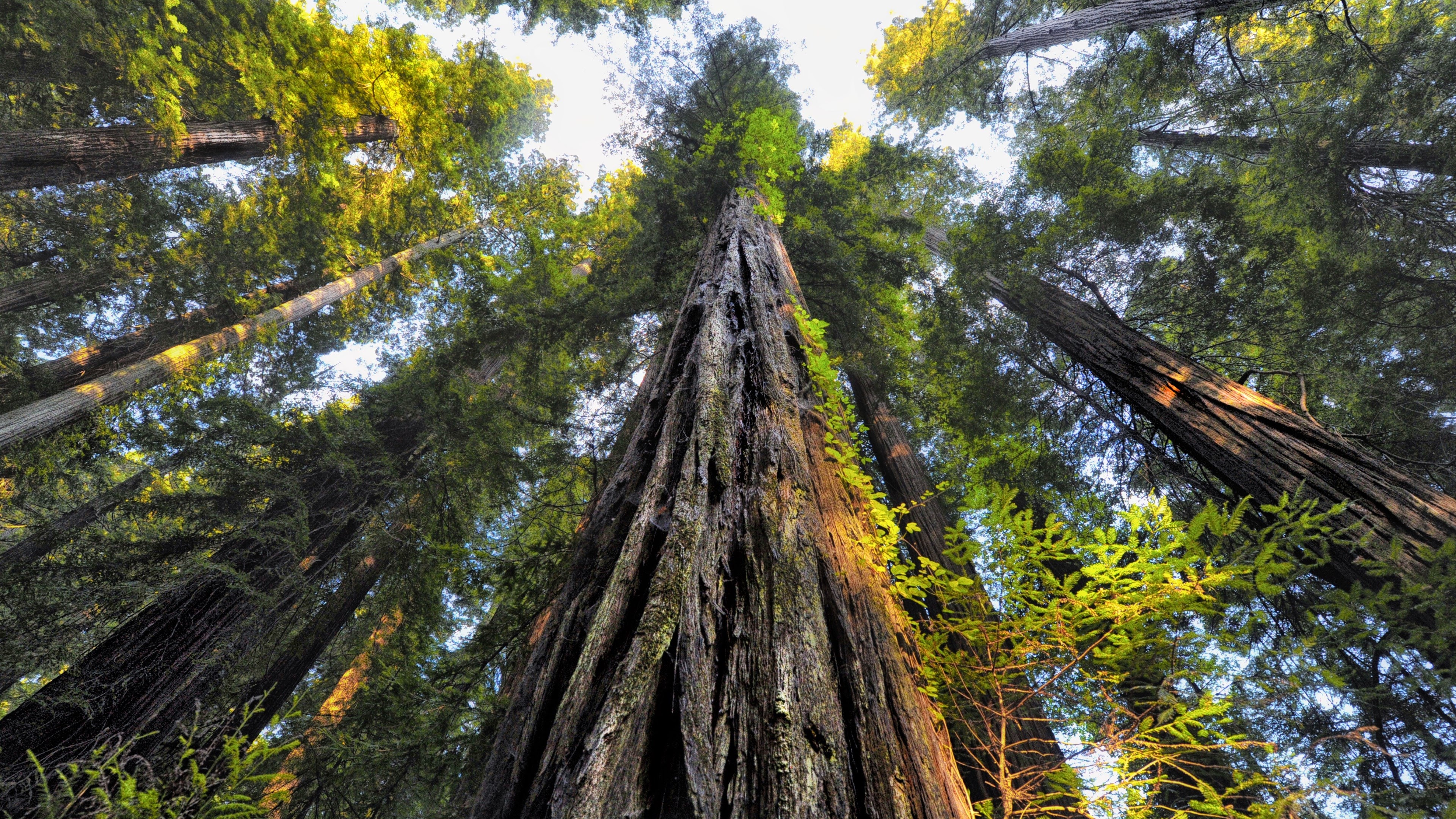 Canopy Earth Redwood Tree 3840x2160