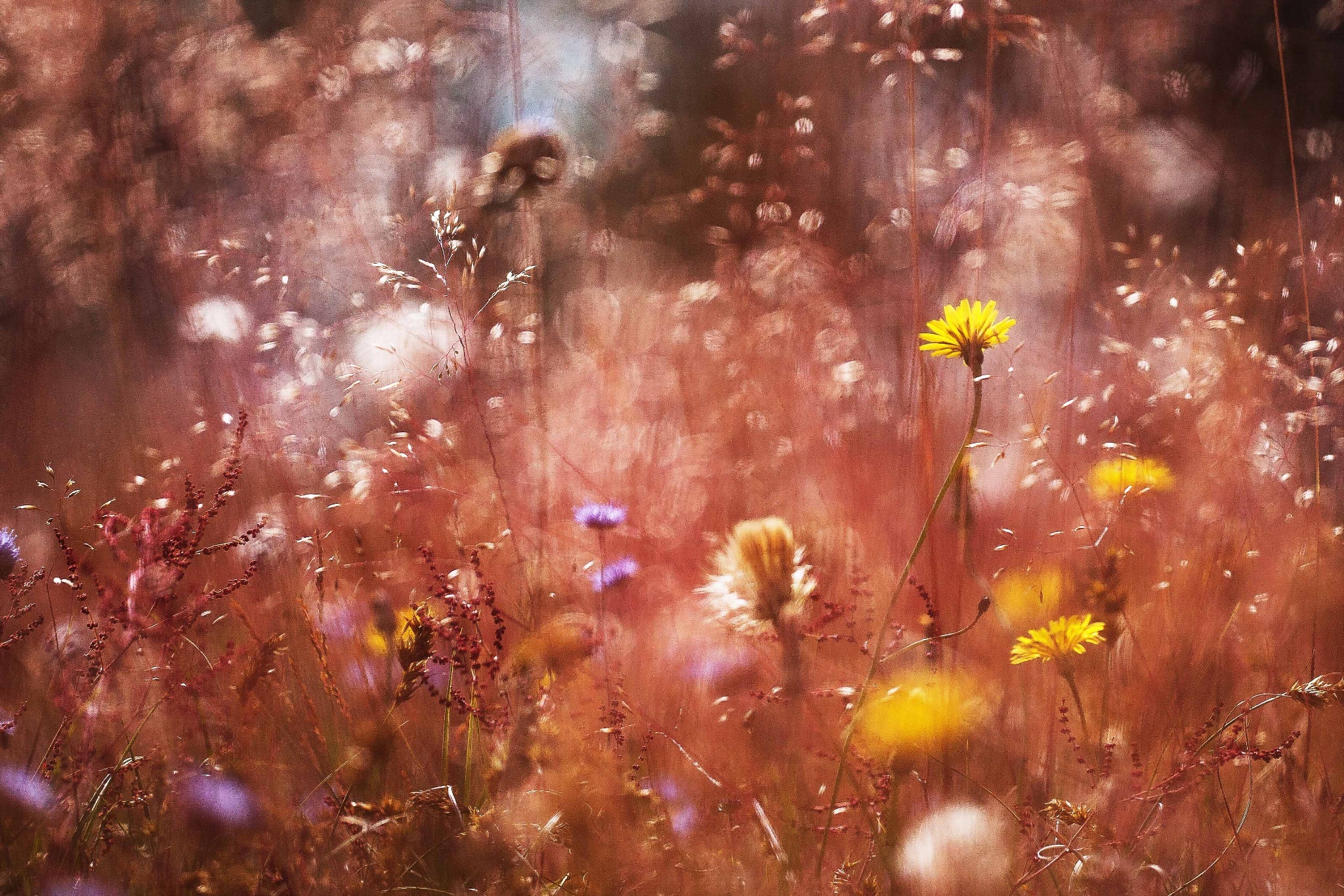 Bokeh Flower Meadow Nature 2048x1366