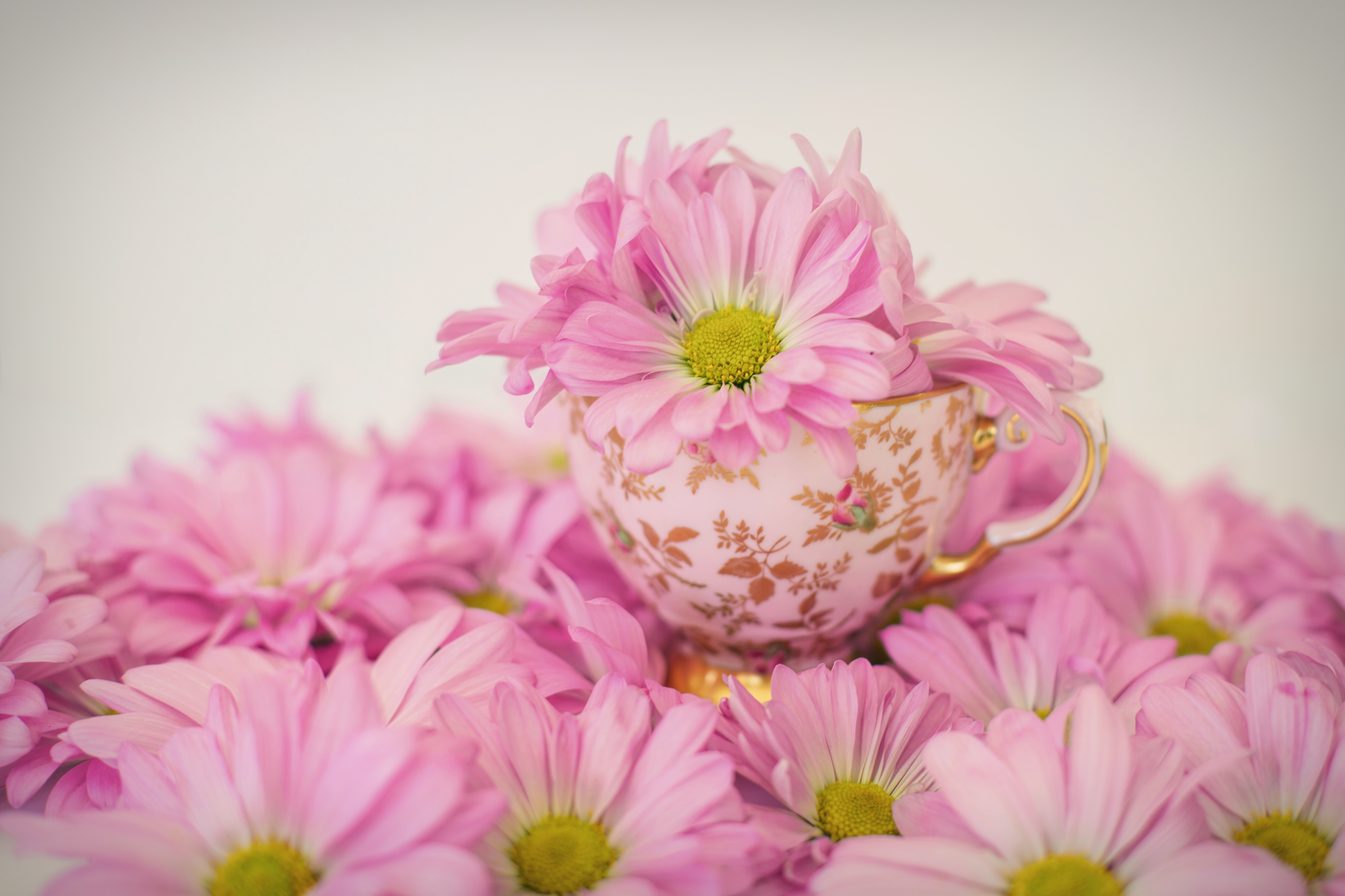 Daisy Pink Flower Teacup 5339x3559