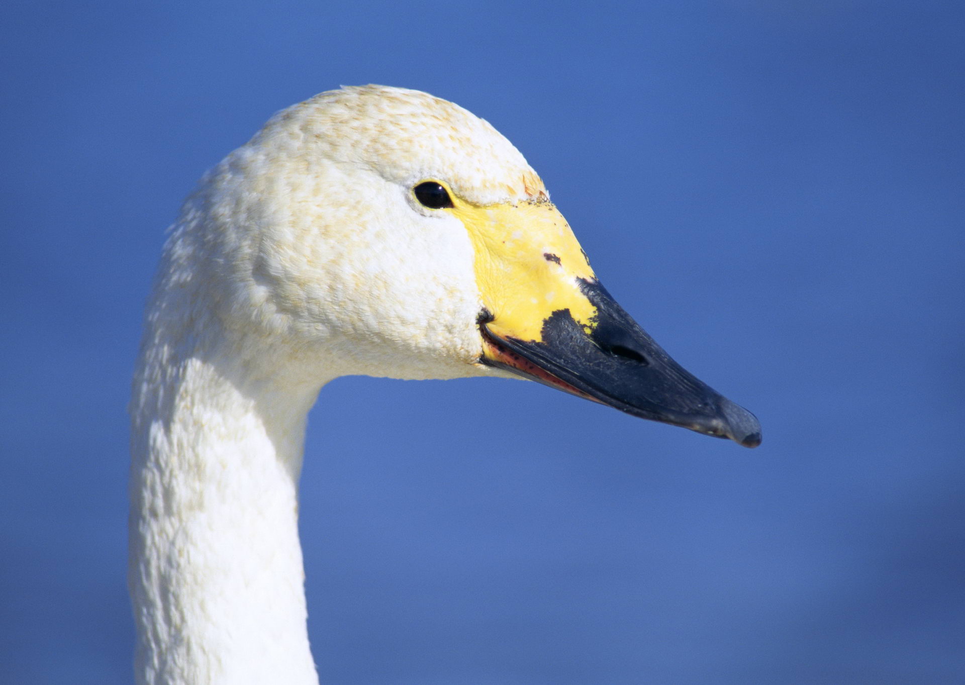 Tundra Swan 1920x1363