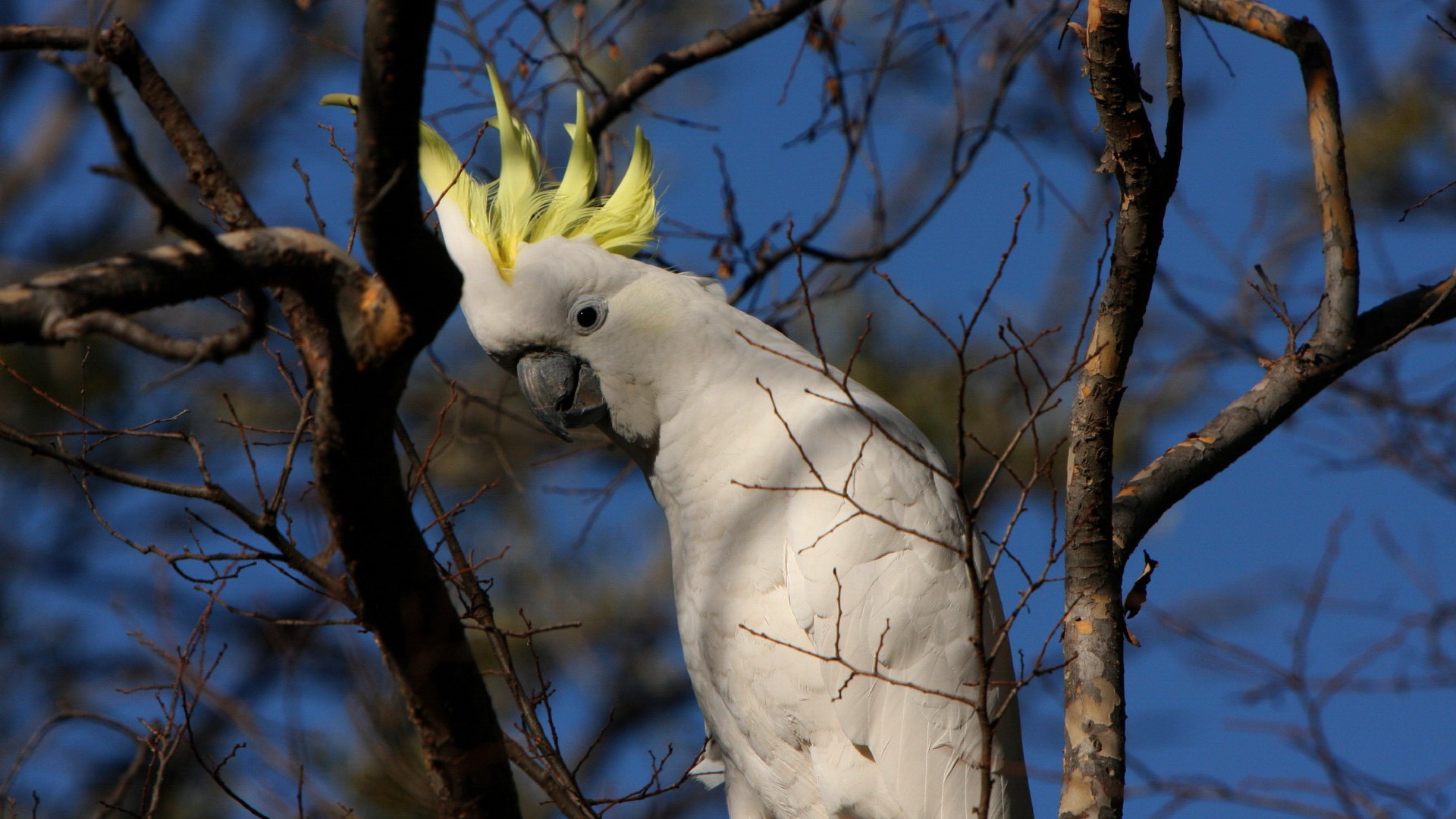 Animal Sulphur Crested Cockatoo 1920x1080