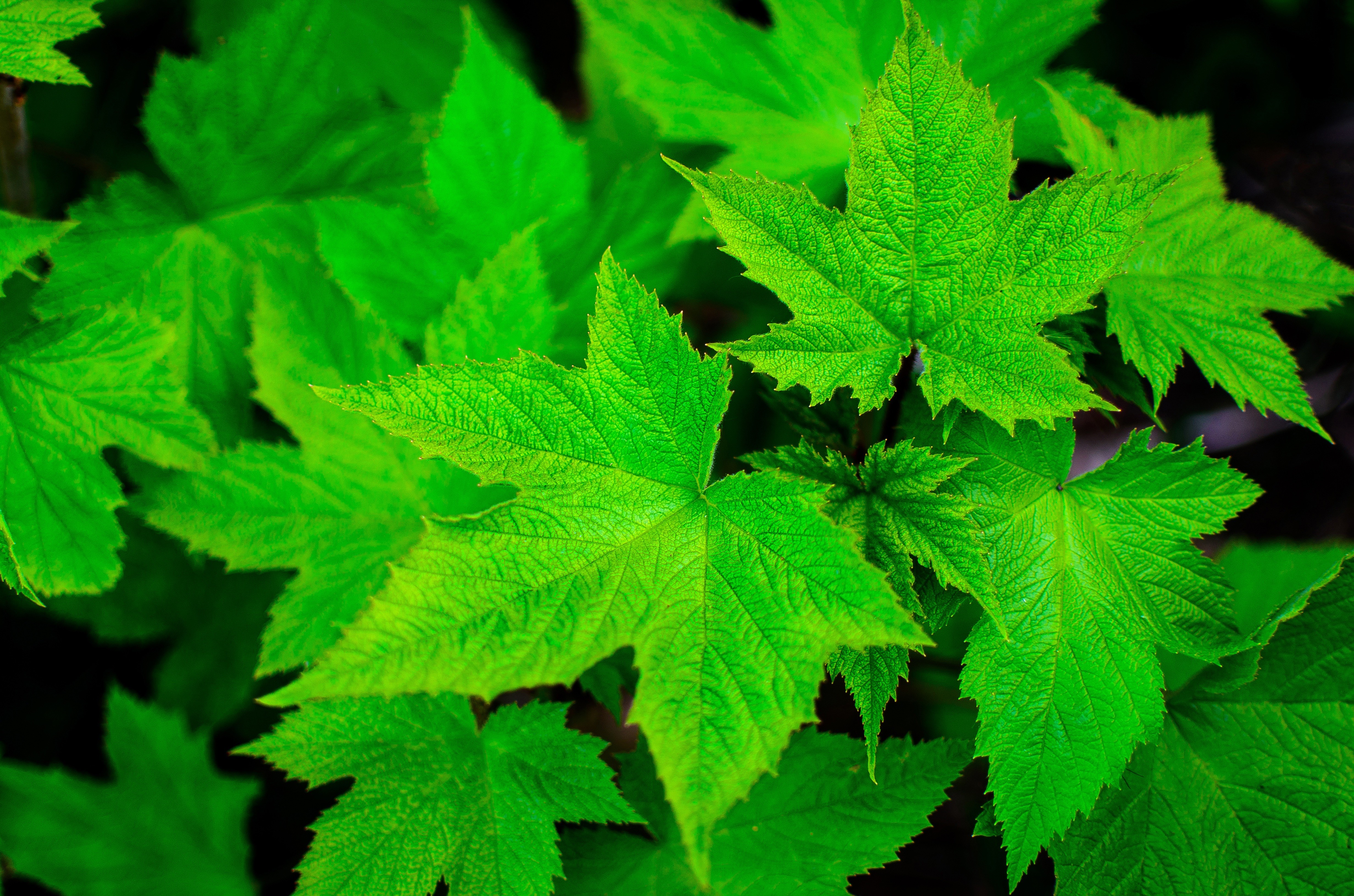 Close Up Earth Green Leaf Maple Leaf 4928x3264