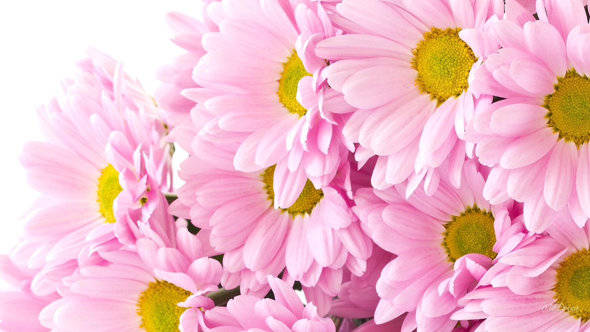 Chrysanthemum Earth Flower Pink Flower 1920x1080