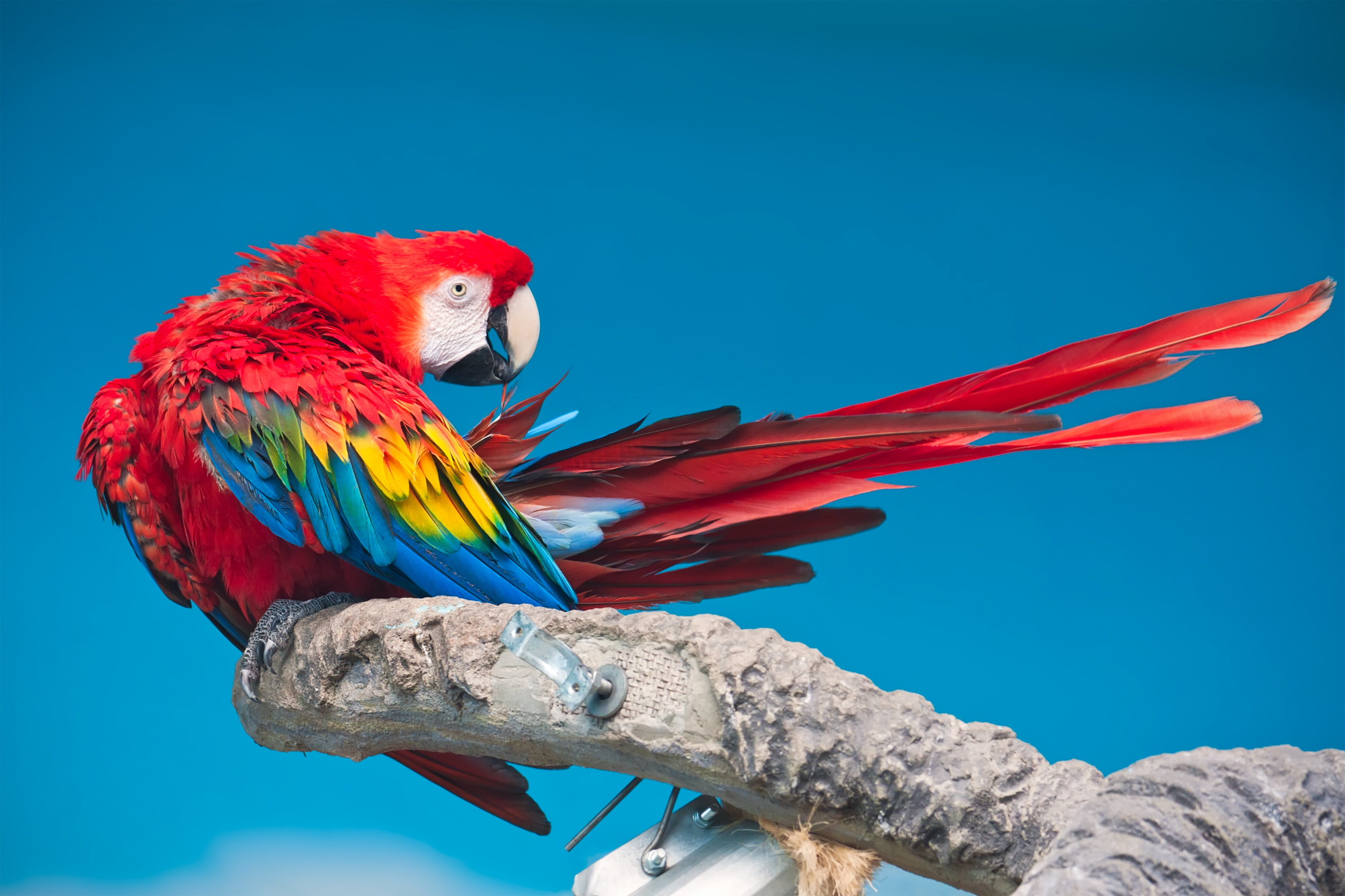 Animal Scarlet Macaw 3000x2000