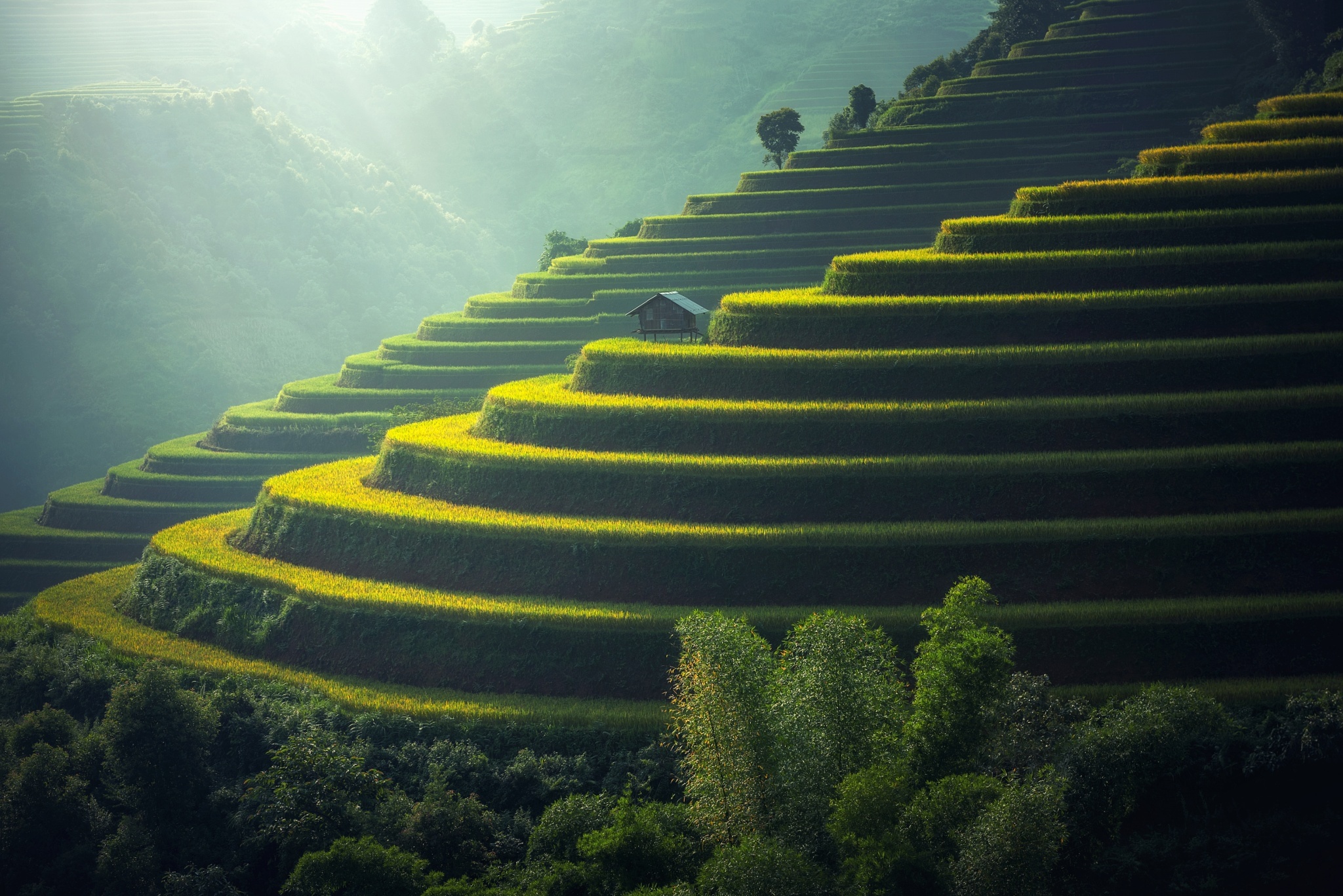 Green Nature Rice Terrace Sunny Vietnam 2048x1367