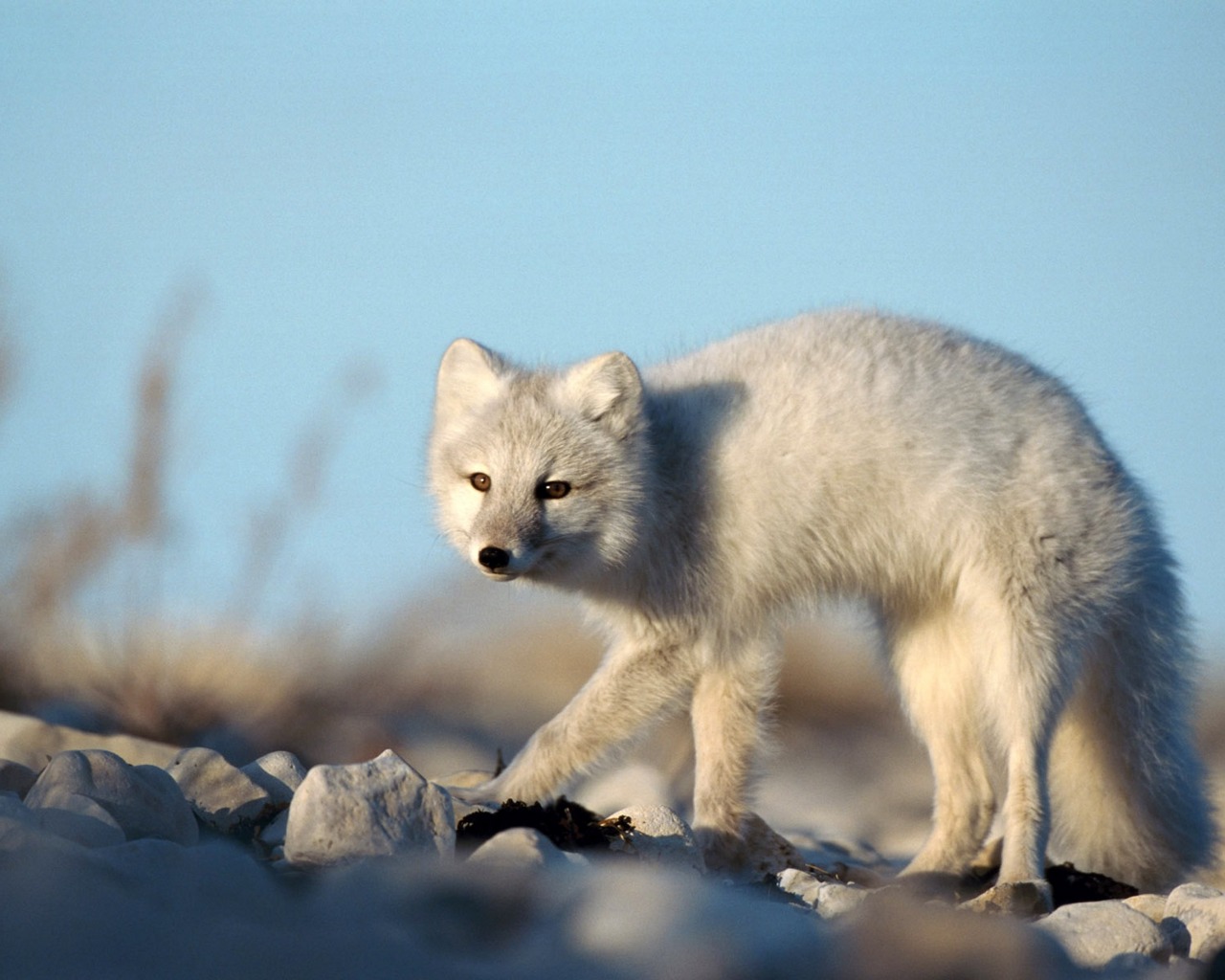 Animal Arctic Fox 1280x1024