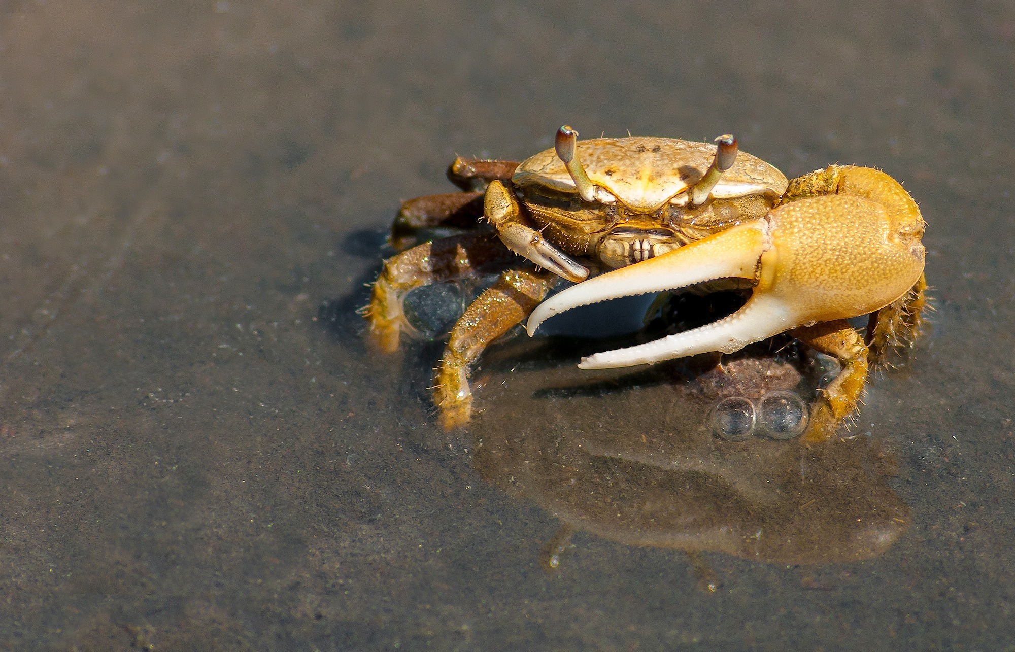 Animal Close Up Crab Crustacean 2000x1285