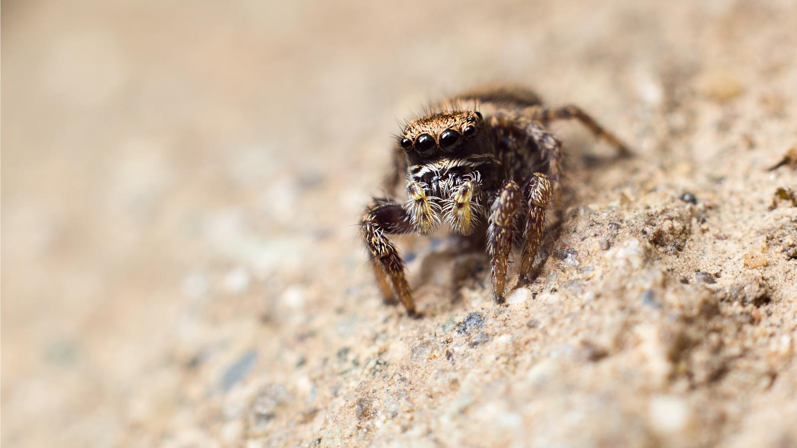 Jumping Spider 1600x900