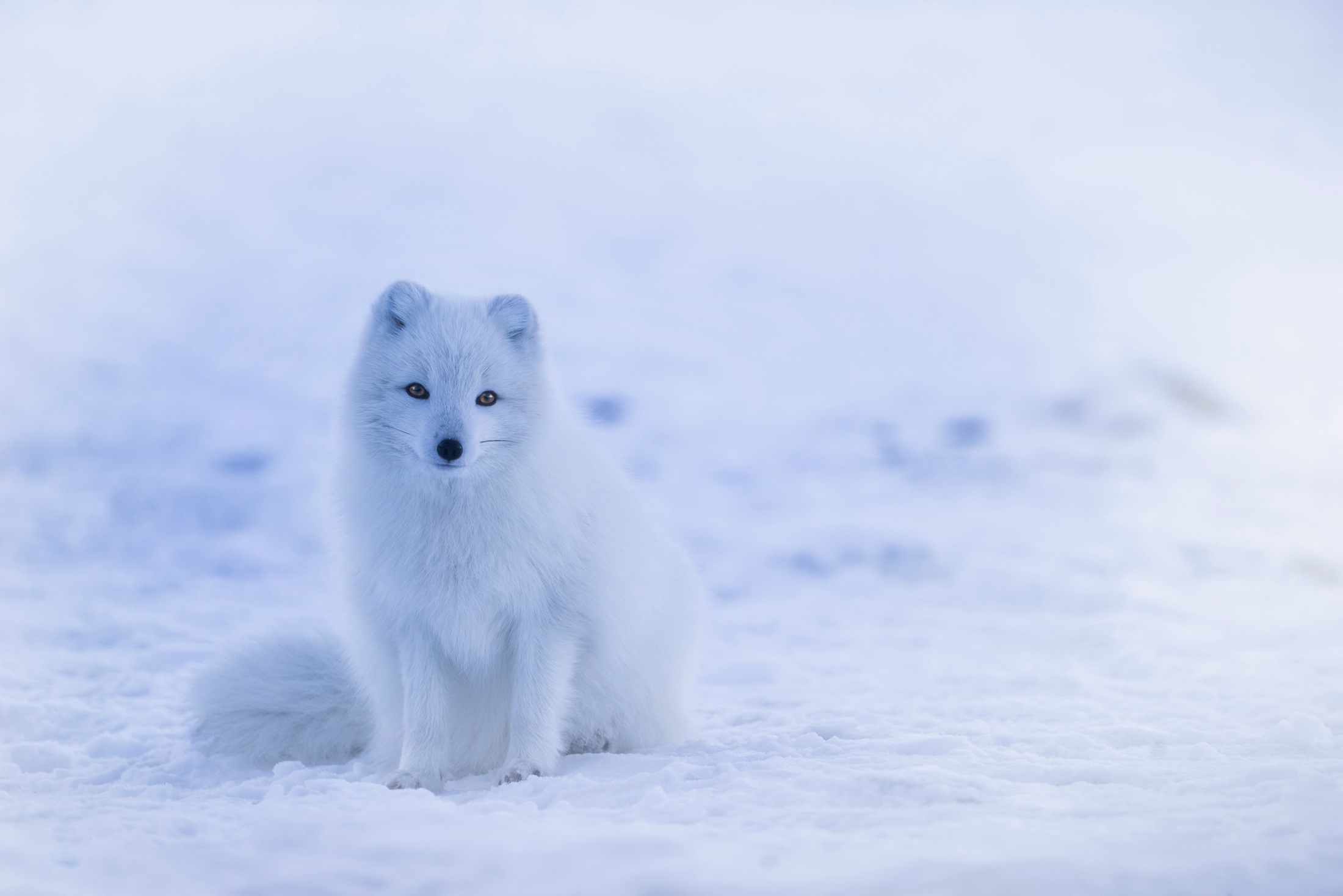 Arctic Fox Fox Snow White Wildlife 2200x1468