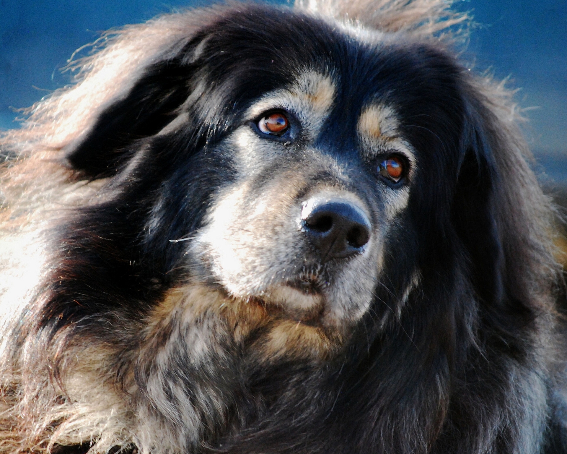 Dog Muzzle Tibetan Mastiff 1920x1536