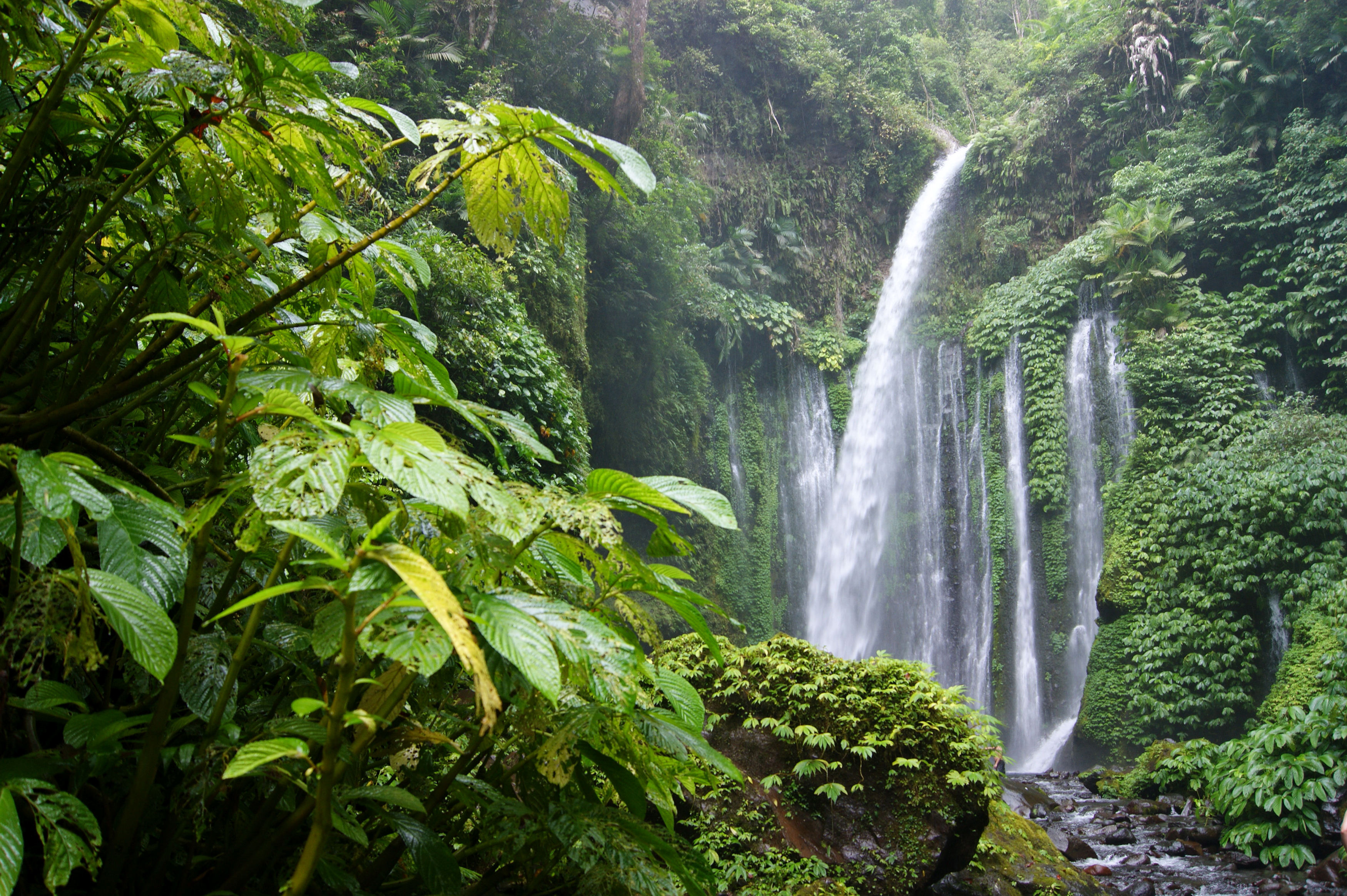 Earth Forest Green Jungle Rainforest Tree Waterfall 3500x2330