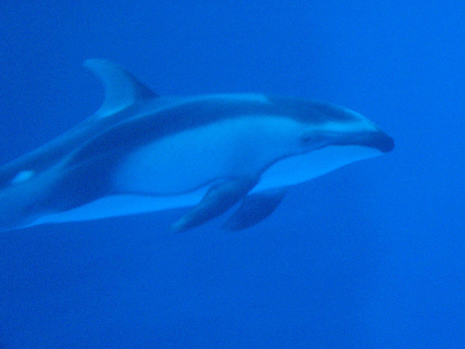 Dolphin Underwater 1600x1200