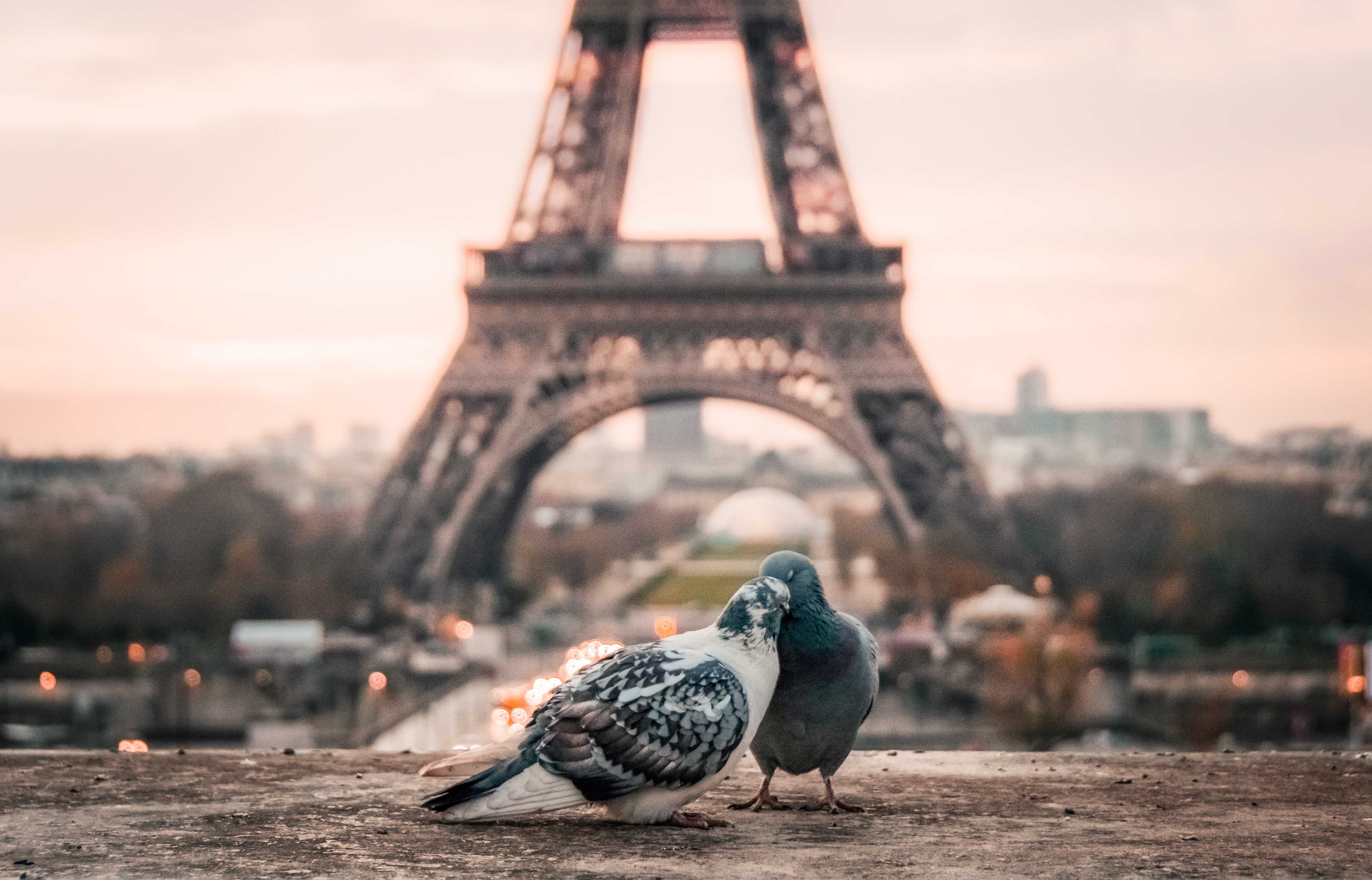 Bird Couple Depth Of Field Eiffel Tower Paris Pigeon 5343x3428