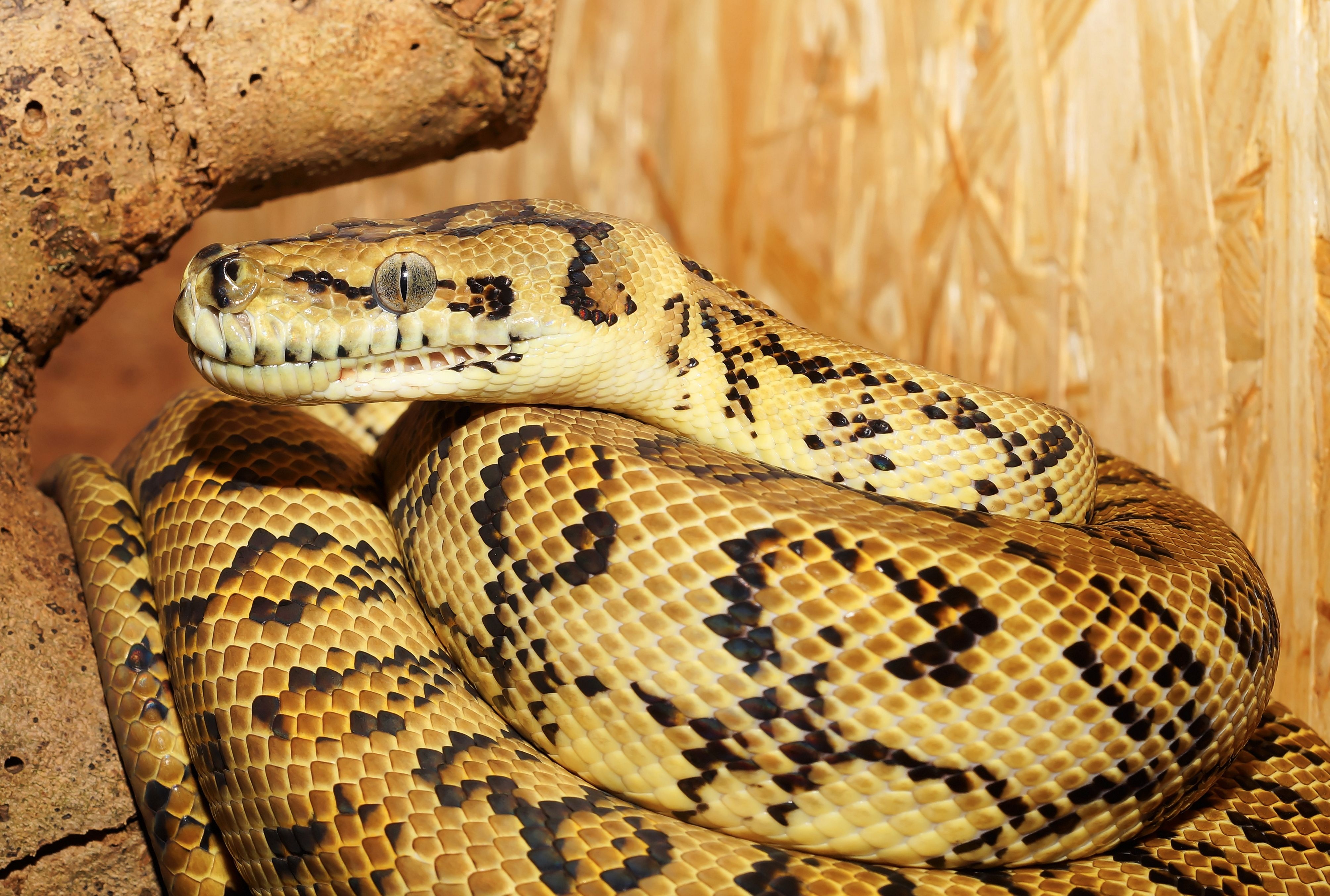 Python Reptile Snake 4017x2708