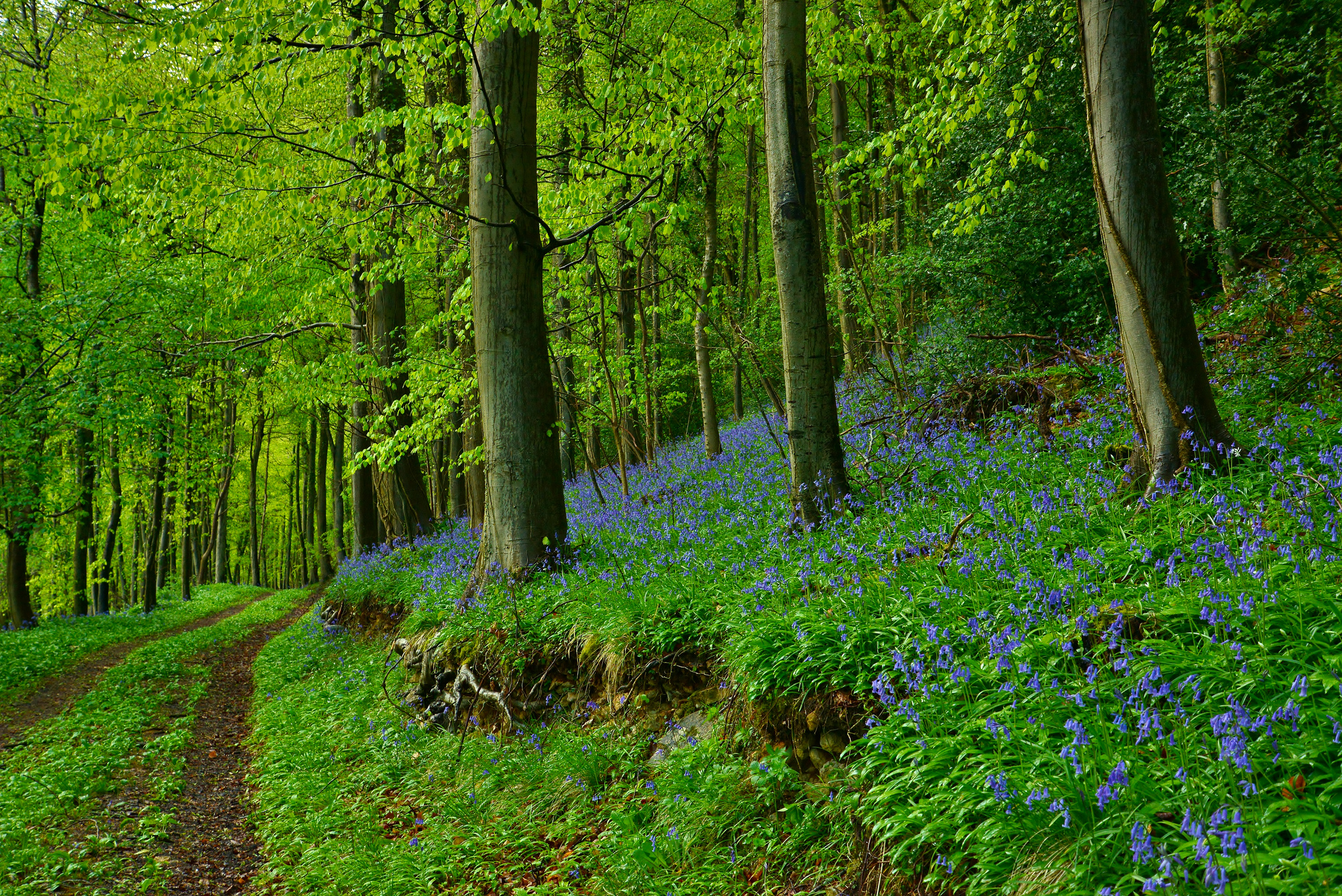 Bluebell Forest Green Nature Path 2048x1367