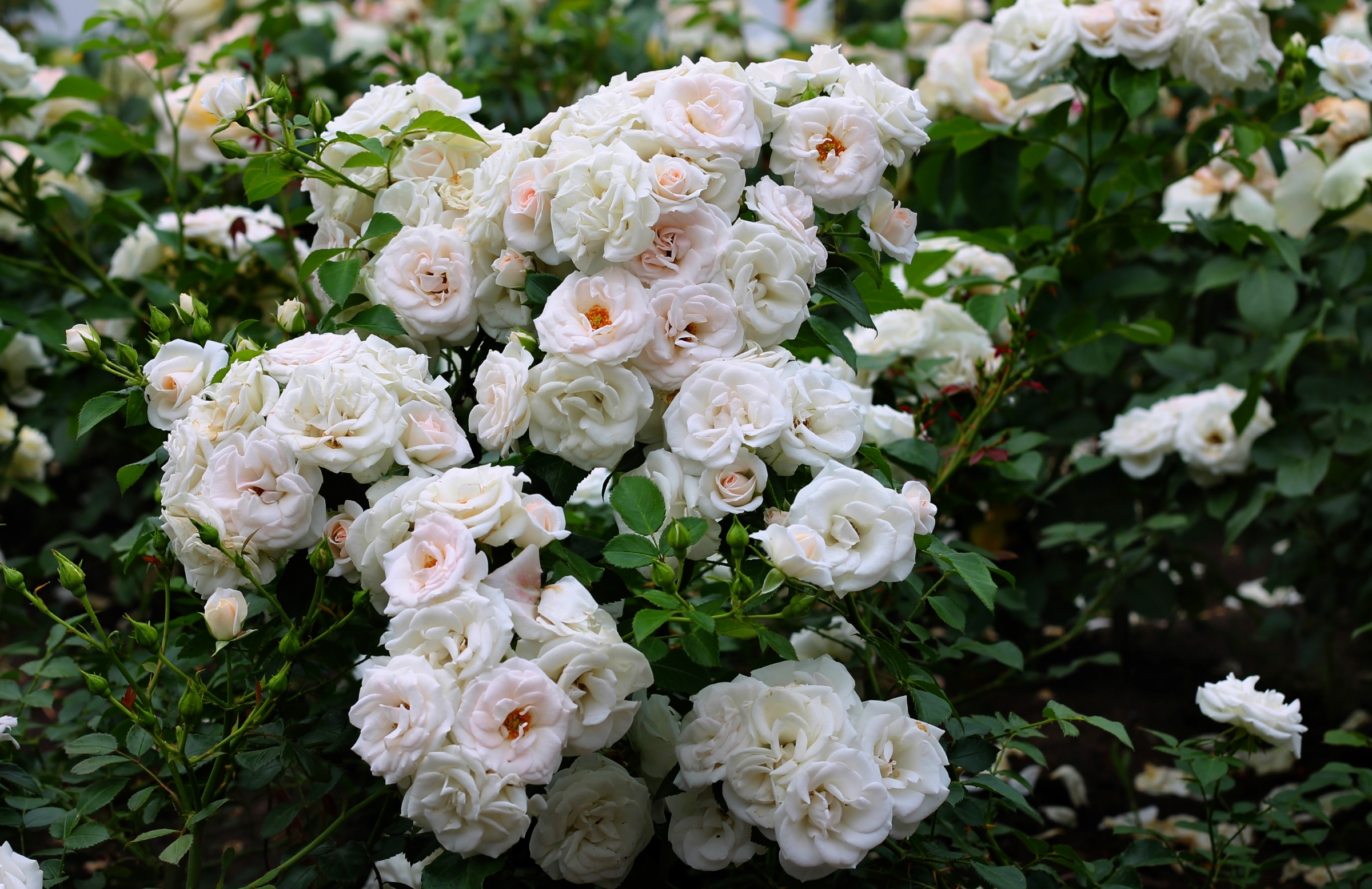 Earth Flower Rose Rose Bush White Flower 2400x1555
