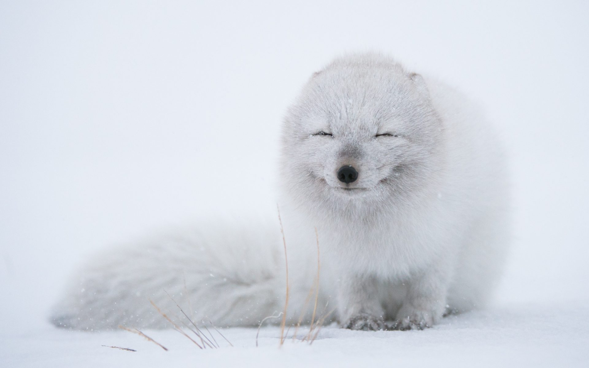 Animal Arctic Fox Cute Snow Snowfall White Winter 1920x1200