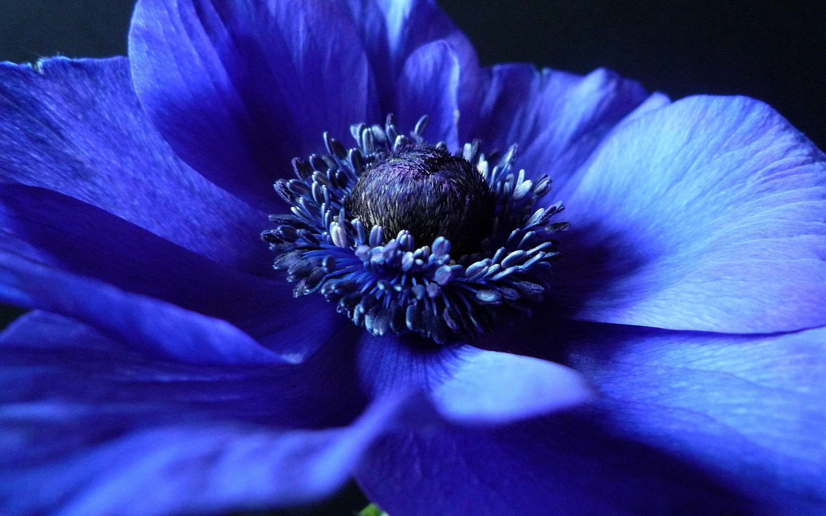 Anemone Blue Flower Close Up Earth Flower 1680x1050