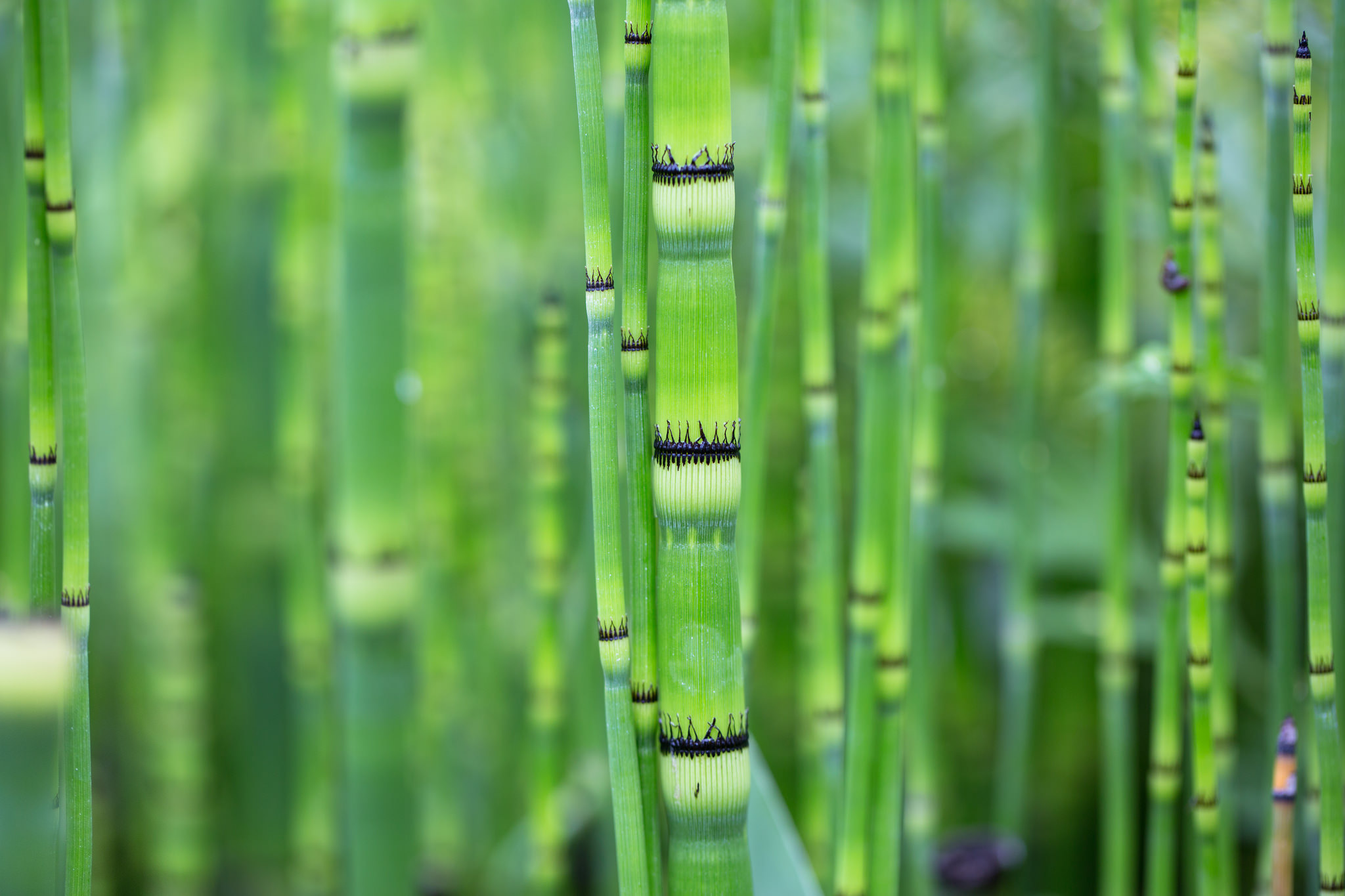 Bamboo Blur Close Up Green 2048x1365