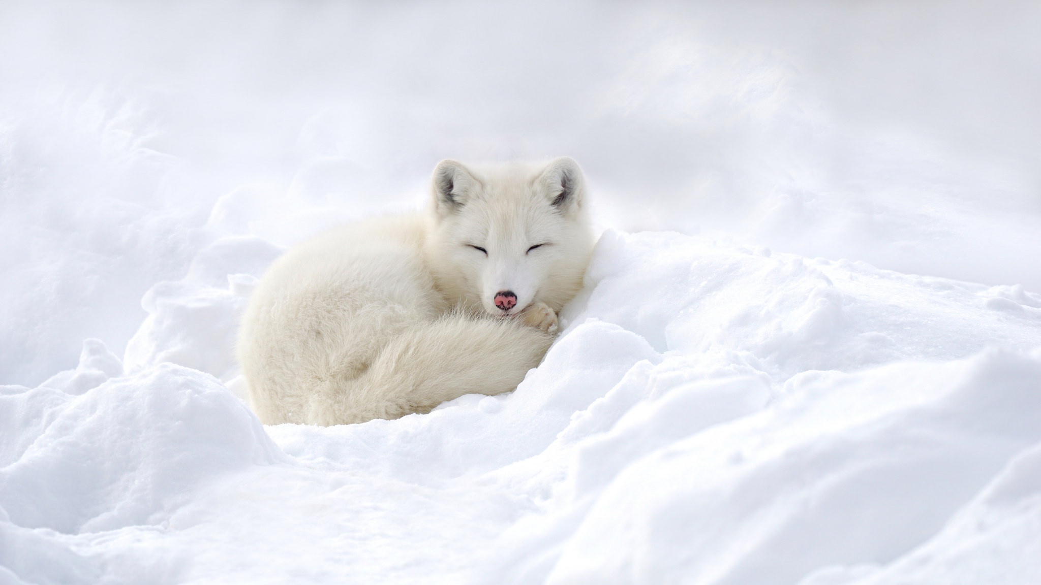 Arctic Fox Sleeping Snow White Wildlife 2048x1152