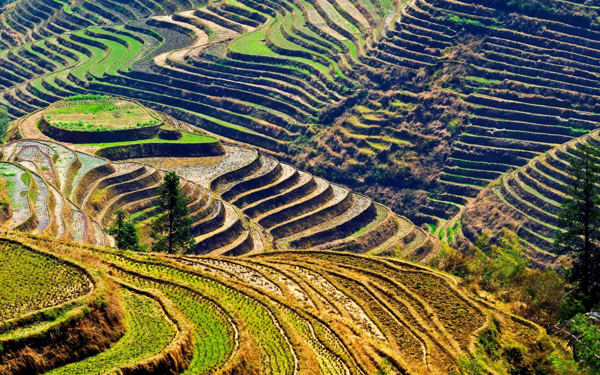 Man Made Rice Terrace 1920x1200