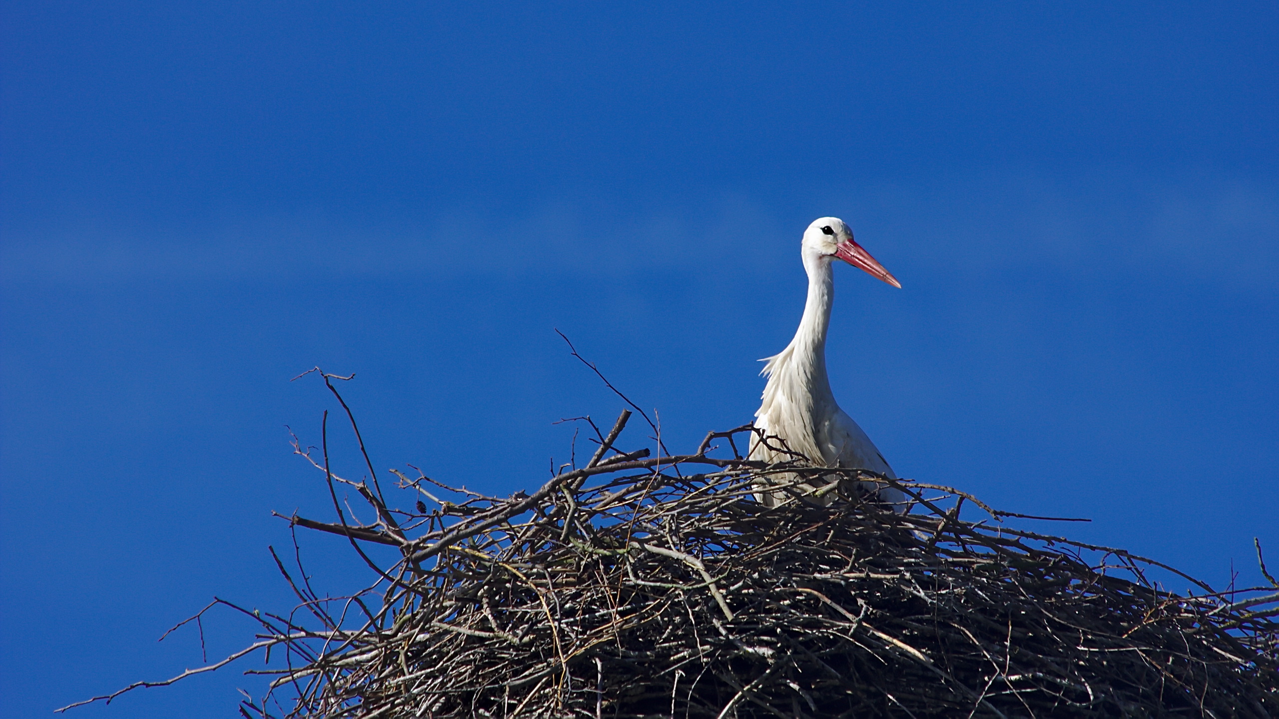 Bird Nest Stork White Stork 2560x1440