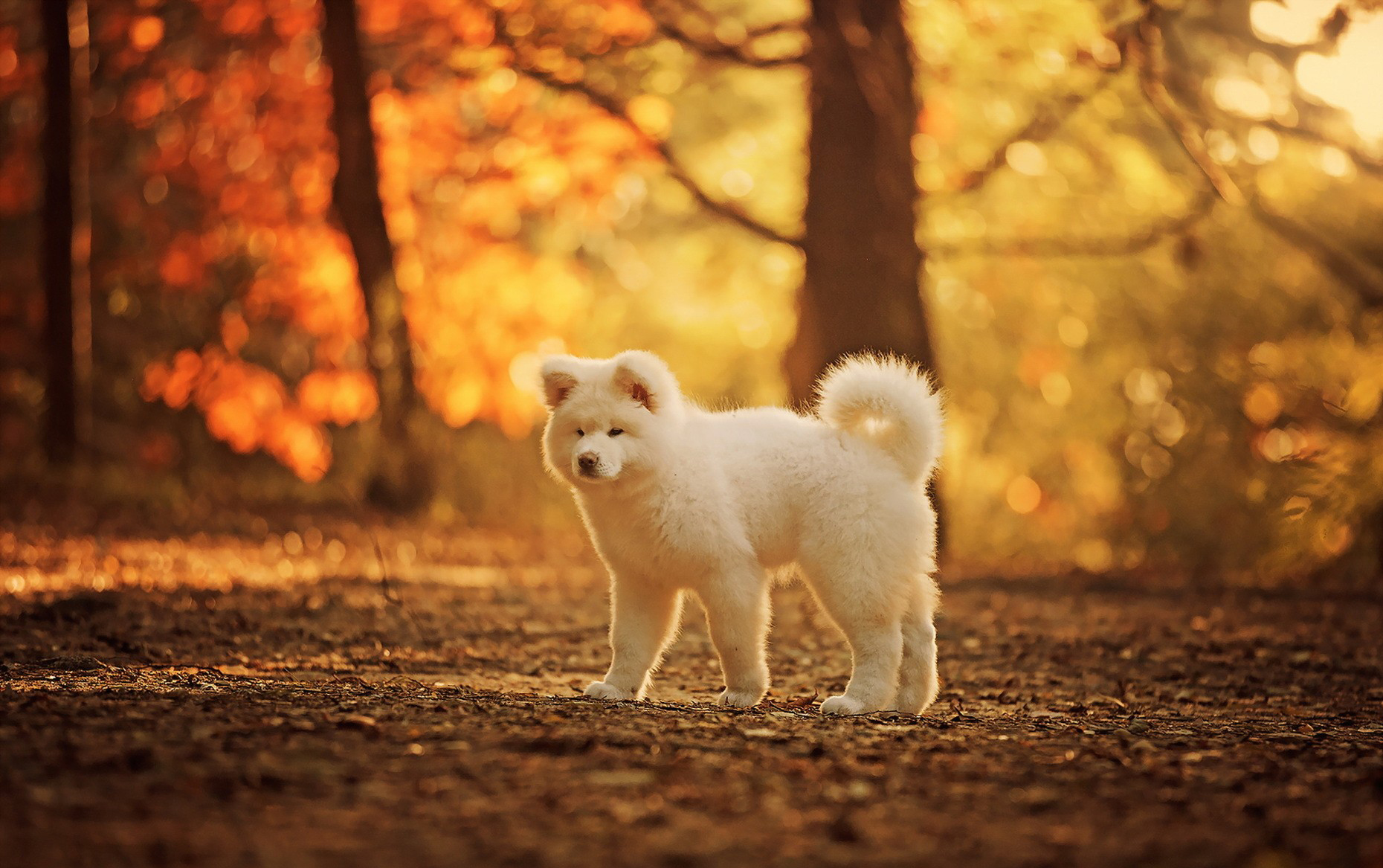 Akita Bokeh Dog Fall Light 1860x1167