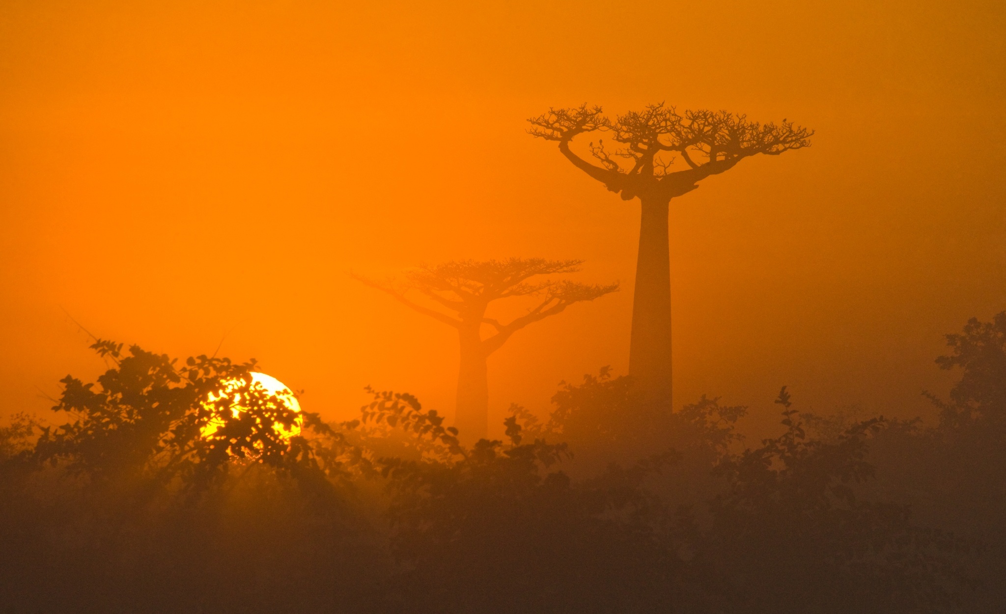 Afica Baobab Tree Dawn Sun Sunrise Tree 2048x1250