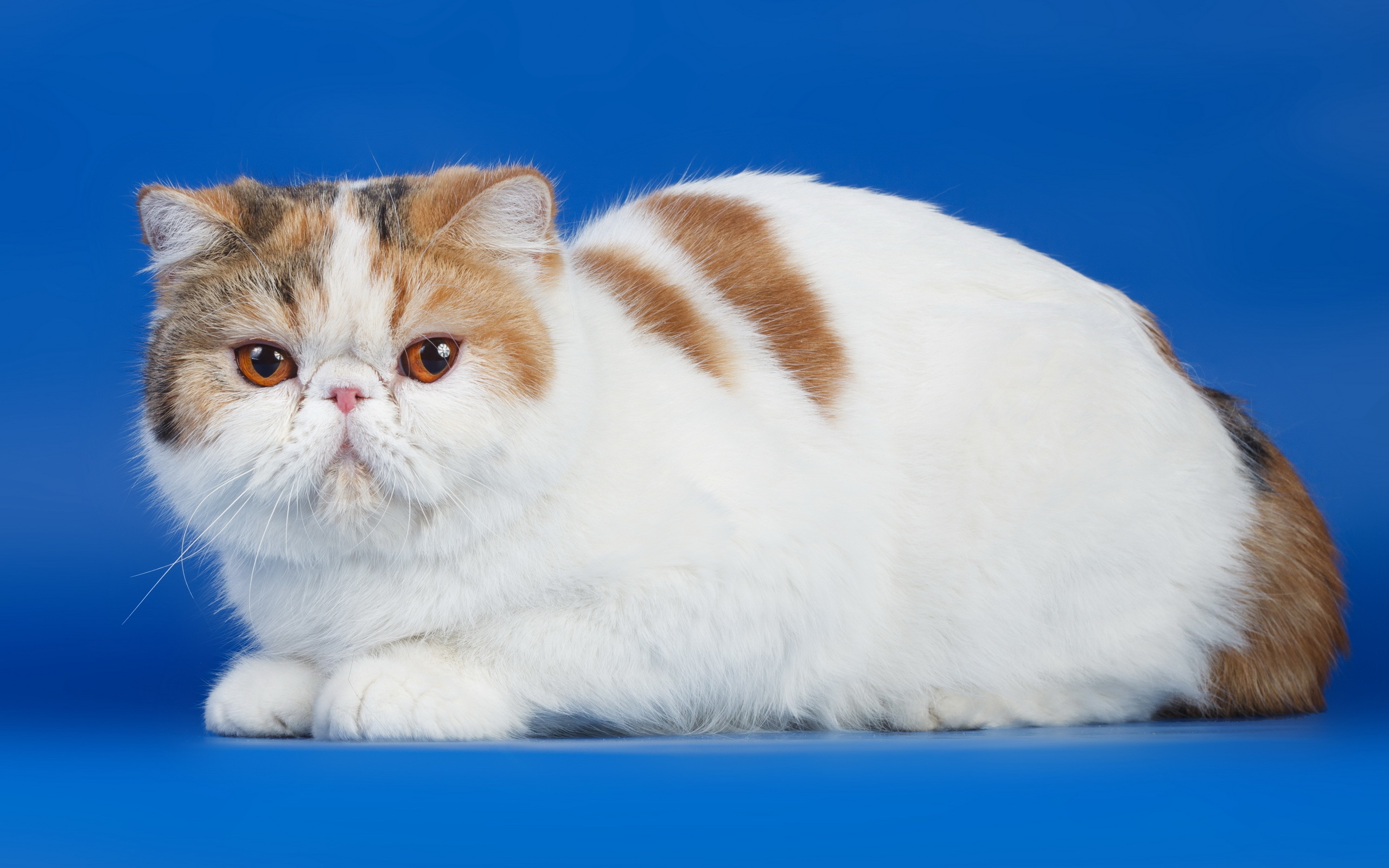 Animal Persian Cat 2560x1600