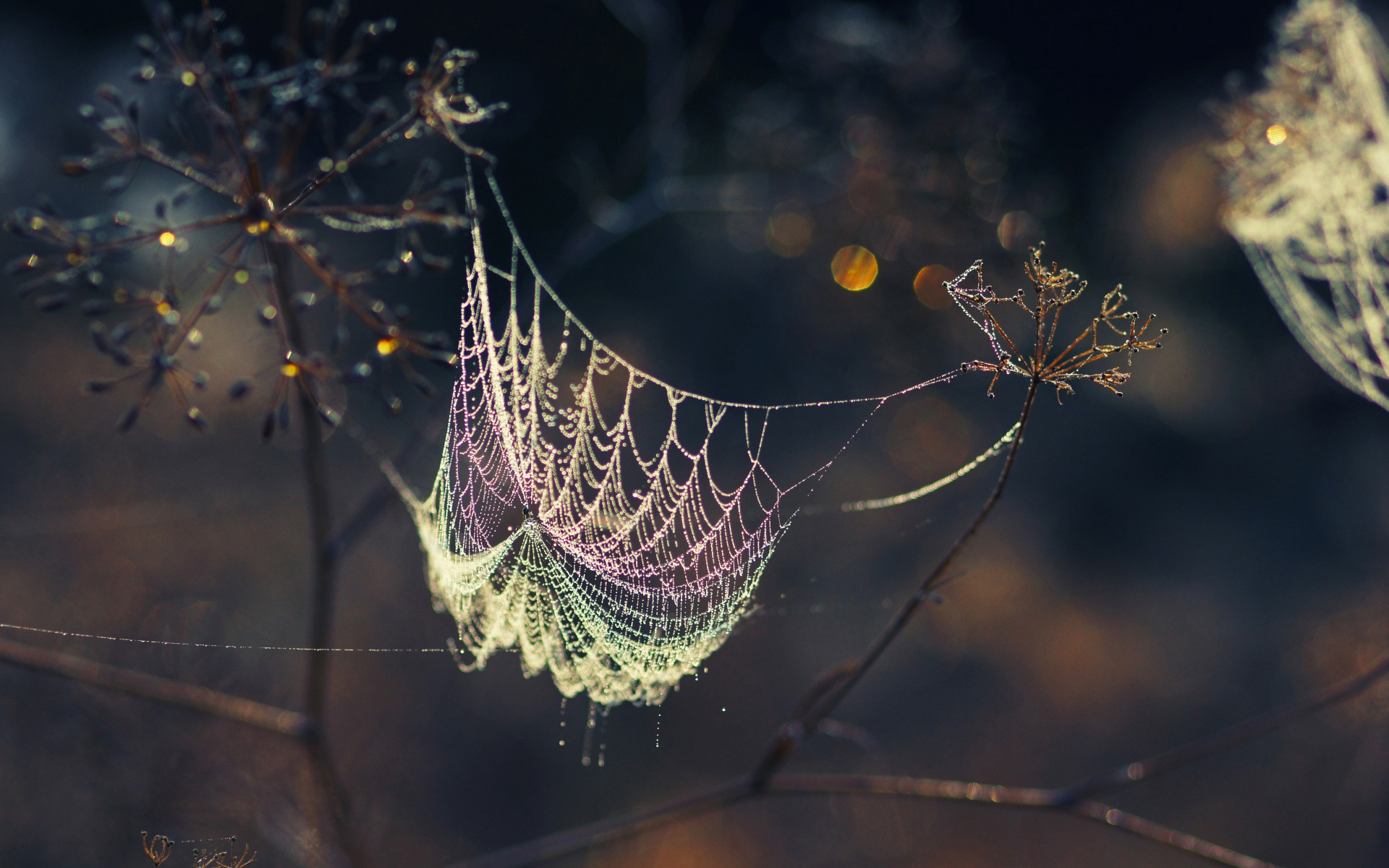 Photography Spider Web 1920x1200