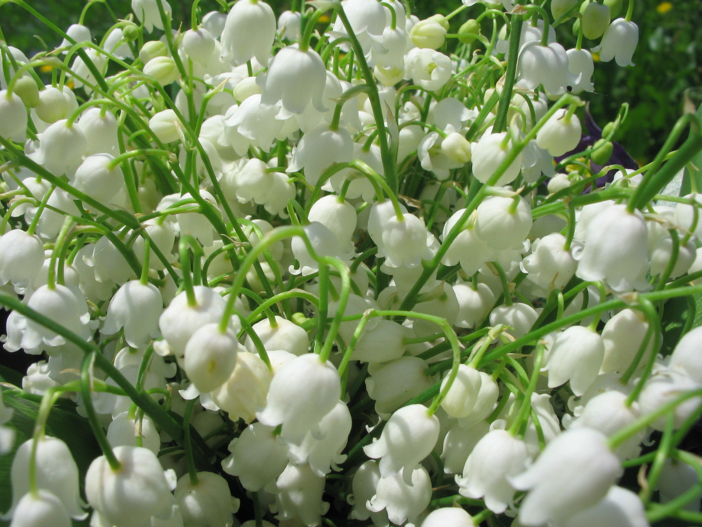 Flower Lily Of The Valley Nature White Flower 2272x1704