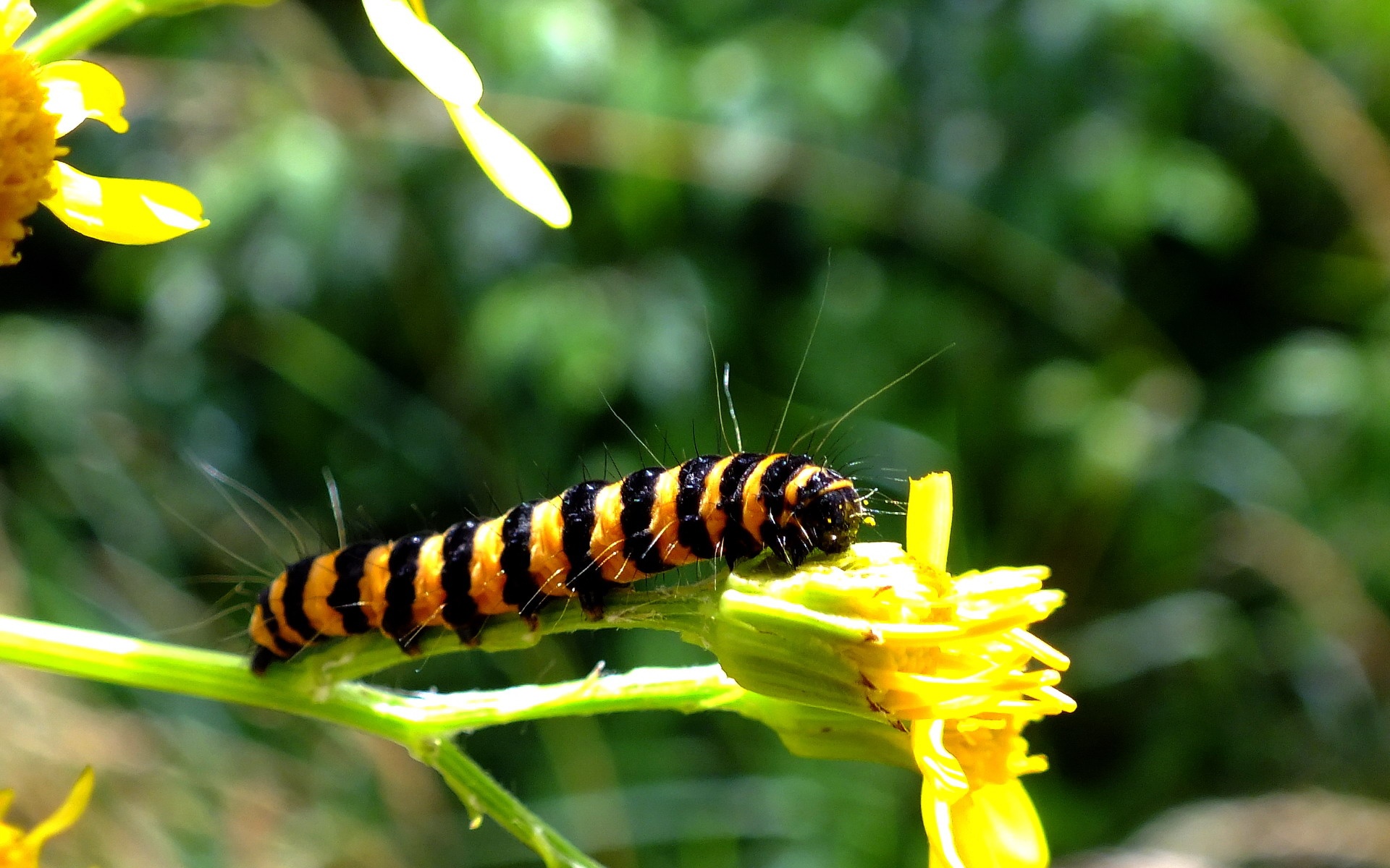 Animal Caterpillar 1920x1200