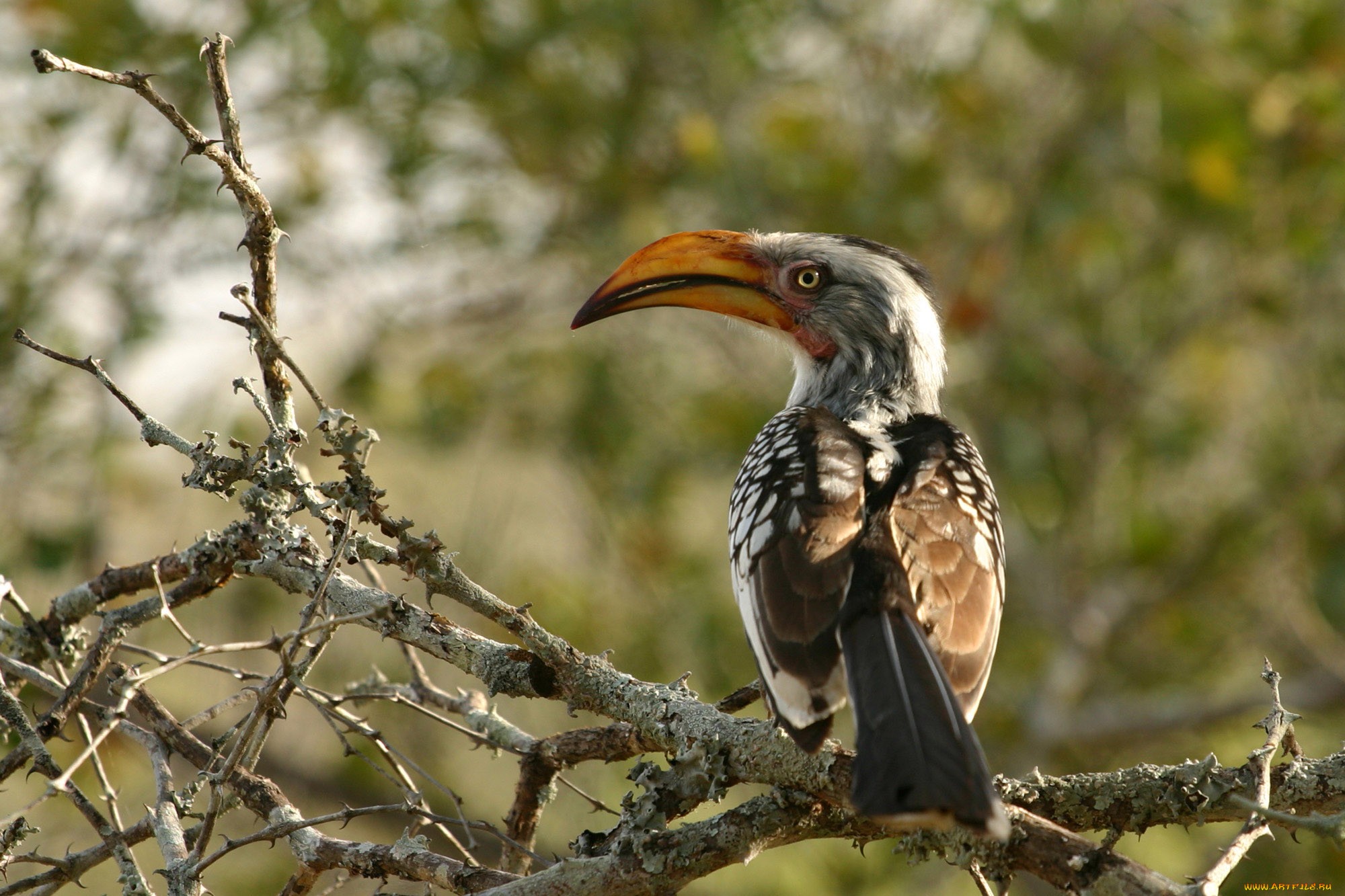 Animal Red Billed Hornbill 2000x1333