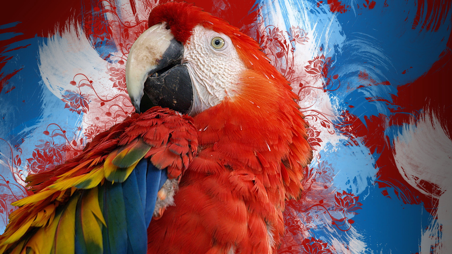 Animal Scarlet Macaw 1920x1080