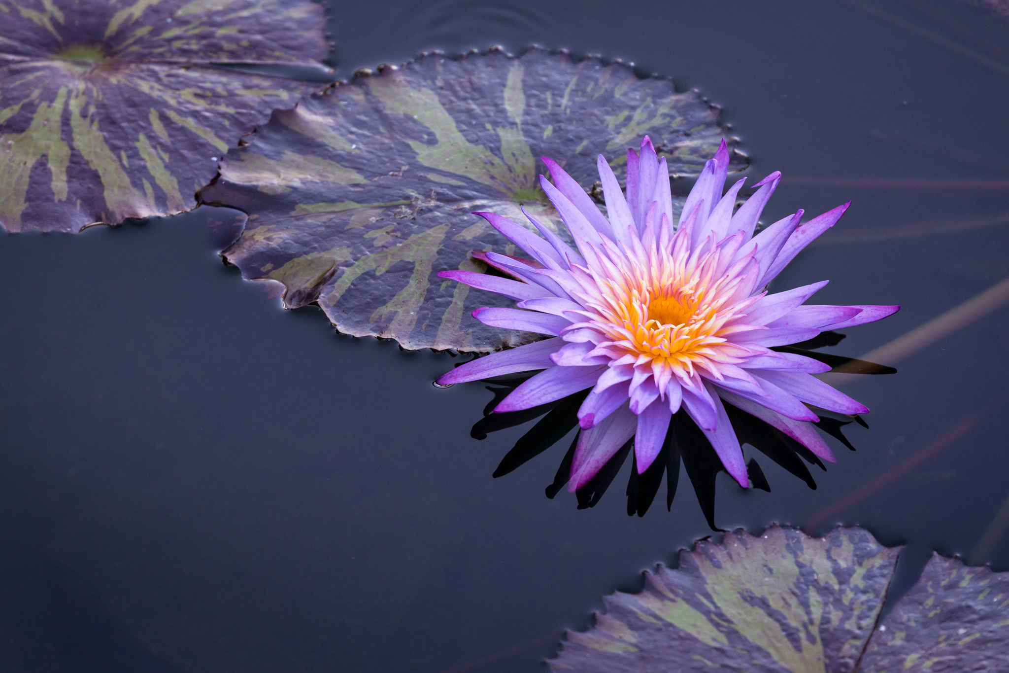 Earth Flower Lily Pad Purple Flower Water Lily 2048x1365