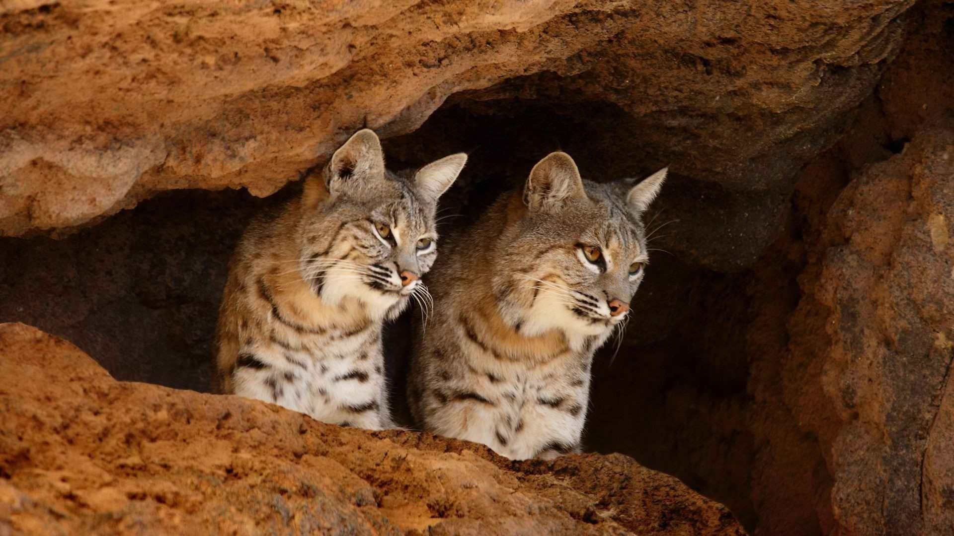 Arizona Arizona Sonora Desert Museum Bobcat Cave Tucson 1920x1080