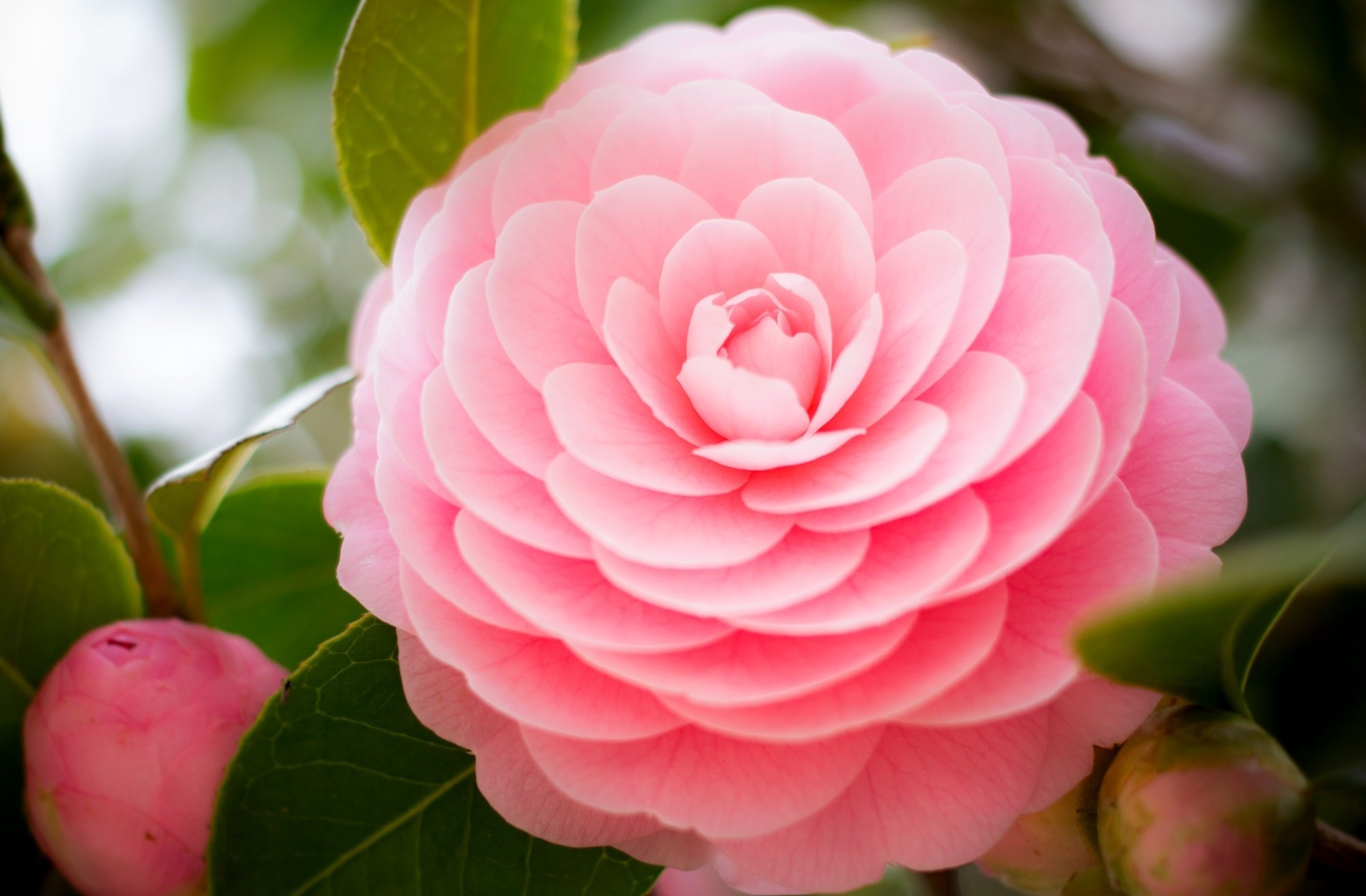 Bokeh Bud Camellia Flower Nature Pink Flower 2000x1313