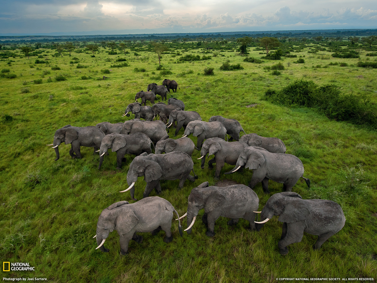Elephant Herd 1600x1200
