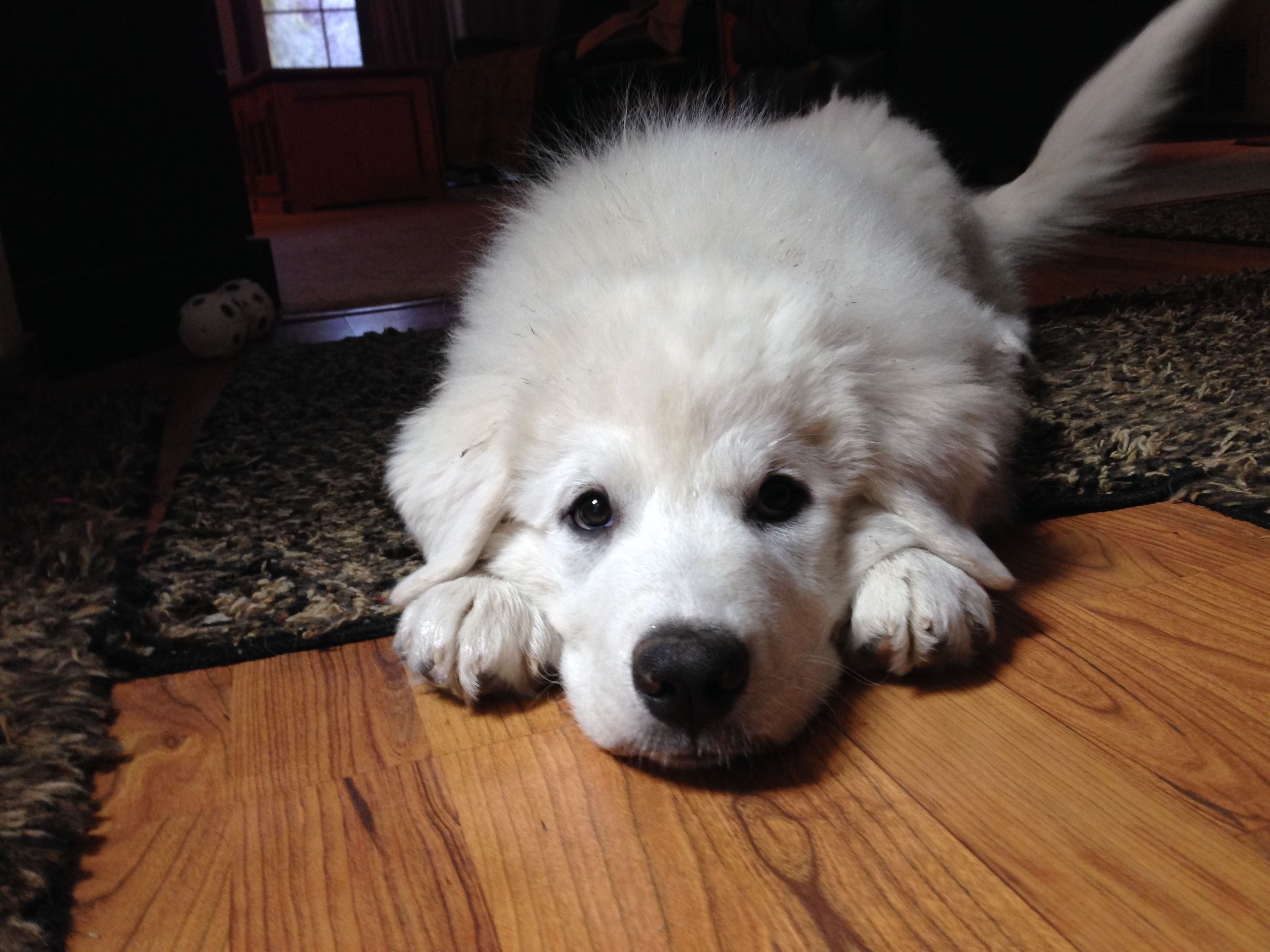 Animal Baby Animal Cute Great Pyrenees Puppy 3264x2448