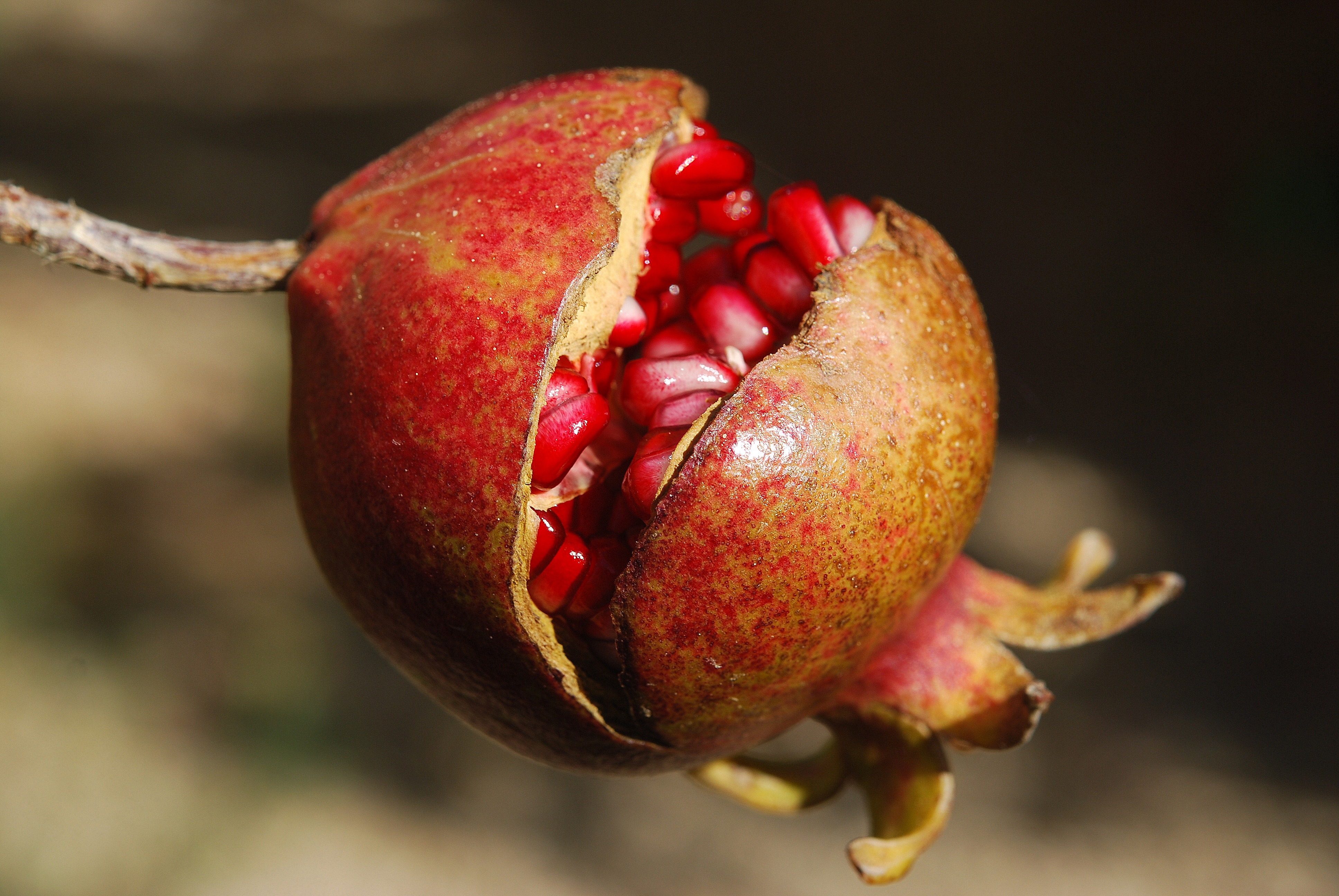 Fruit Macro Pomegranate 3872x2592